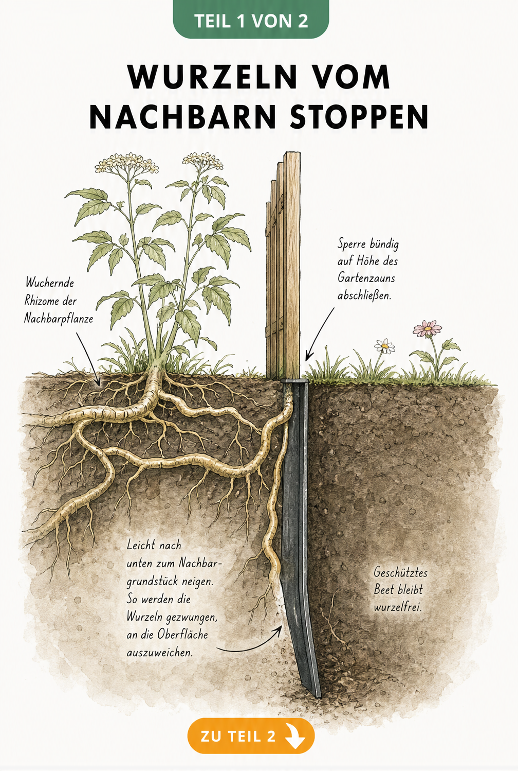 Querschnitt einer Rhizomsperre am Gartenzaun, die wuchernde Wurzeln vom Nachbargrundstück abwehrt