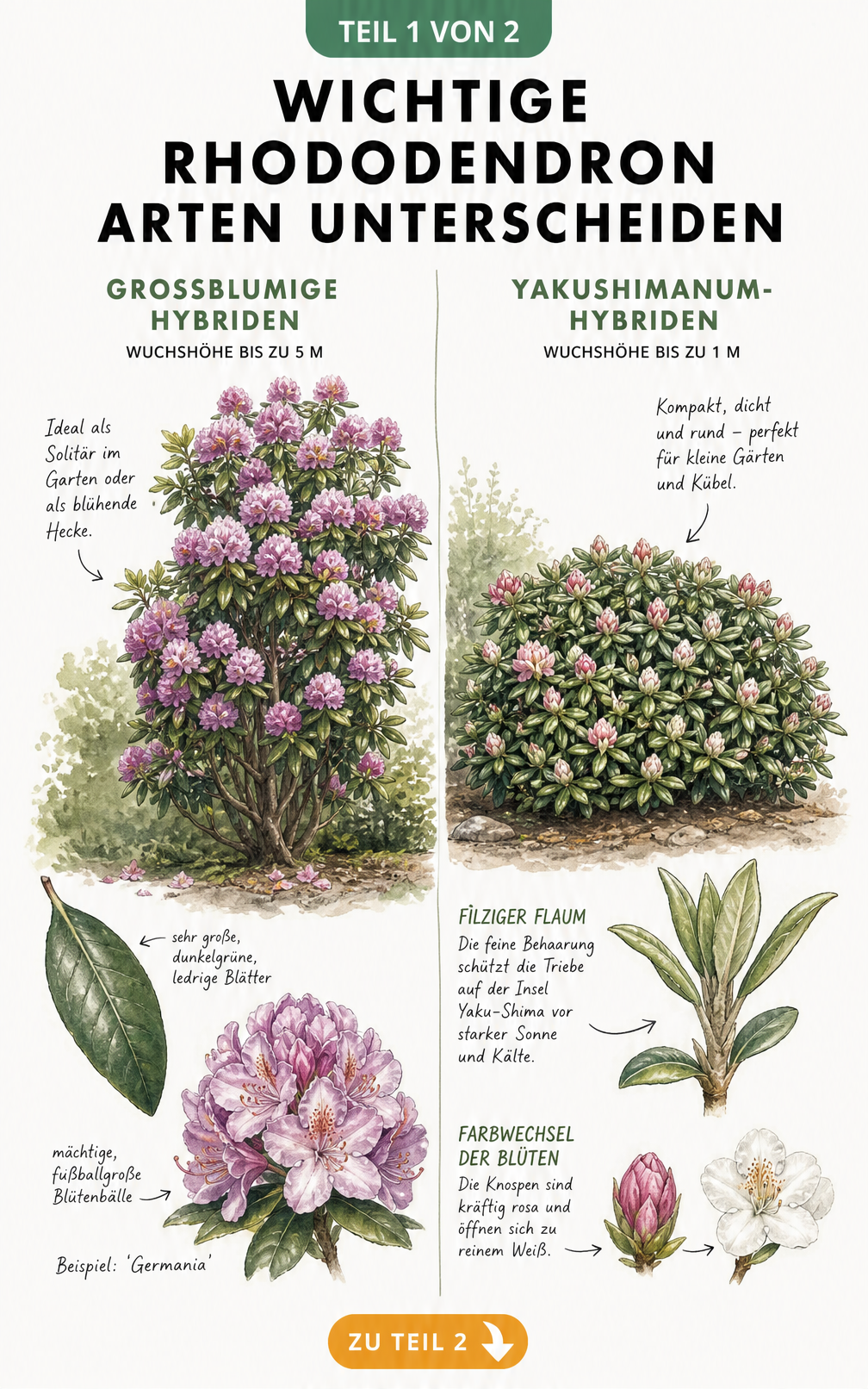 Botanische Illustration von Rhododendron-Arten: Großblumige Hybriden und Yakushimanum-Hybriden im Vergleich