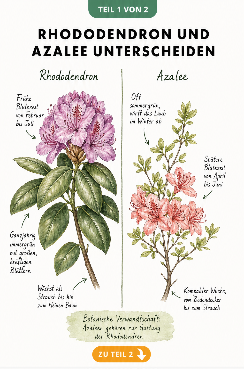 Botanische Illustration von Rhododendron und Azalee mit Merkmalen wie Blattform und Blütezeit