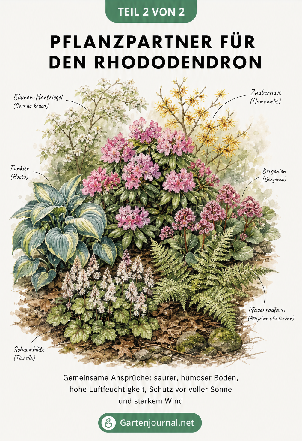 Aquarell-Zeichnung eines Beets mit Rhododendron und passenden Begleitpflanzen wie Funkien und Zaubernuss