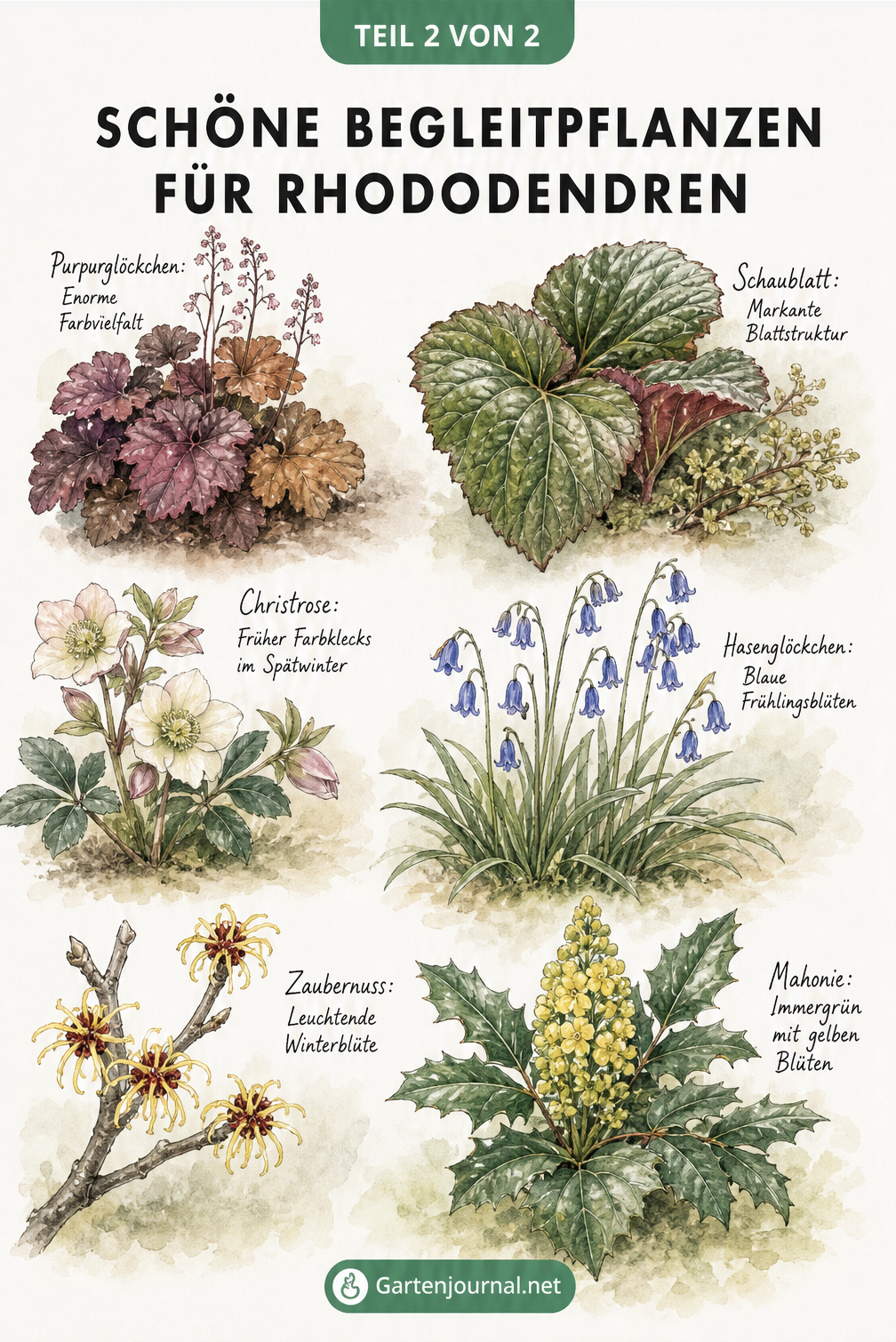 Illustration von Begleitpflanzen für Rhododendren, darunter Purpurglöckchen, Schaublatt, Christrose, Hasenglöckchen, Zaubernuss und Mahonie.