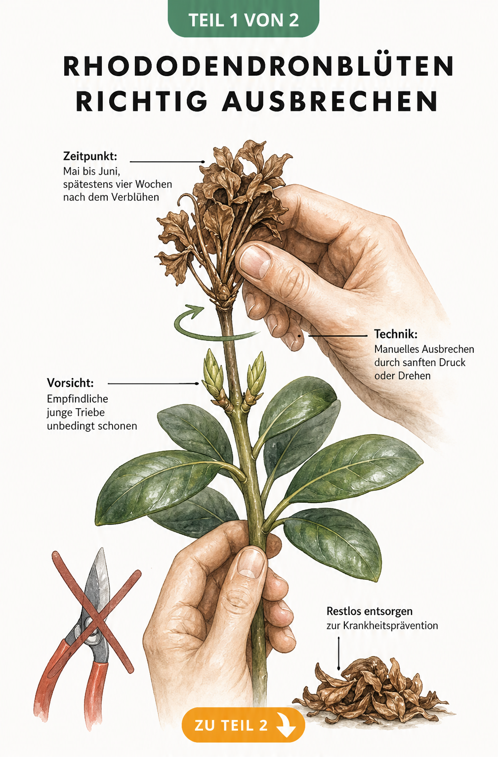 Illustration eines Rhododendronzweigs, bei dem eine Hand den welken Blütenstand ausbricht und junge Triebe schont