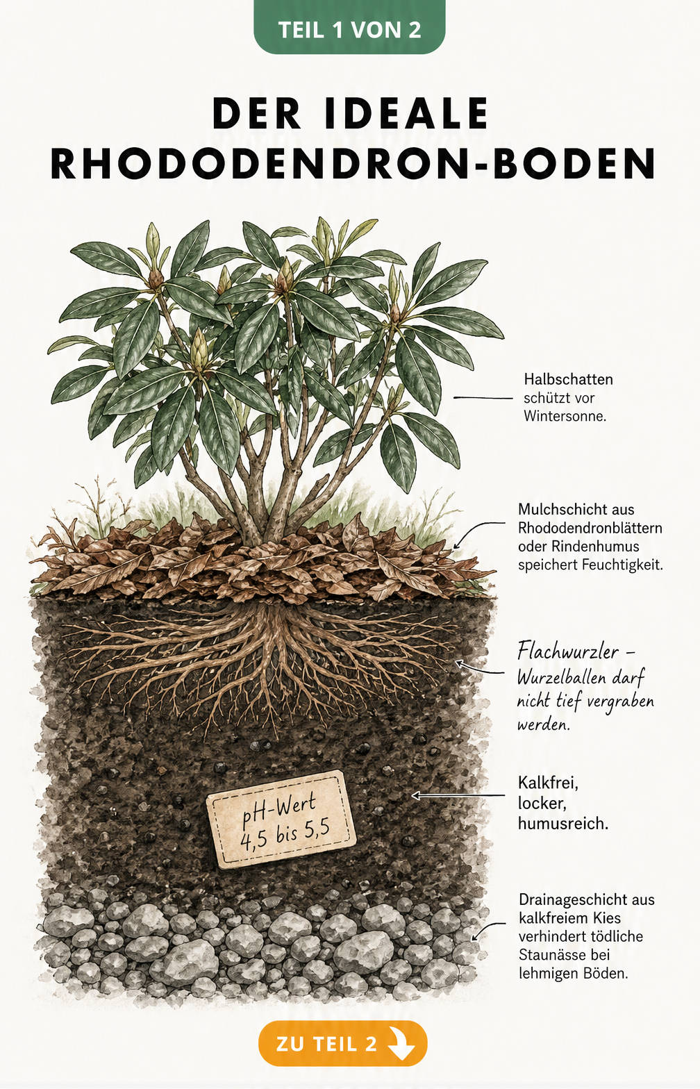 Querschnitt eines gepflanzten Rhododendrons im Erdreich mit Mulchschicht, flachen Wurzeln und Drainageschicht