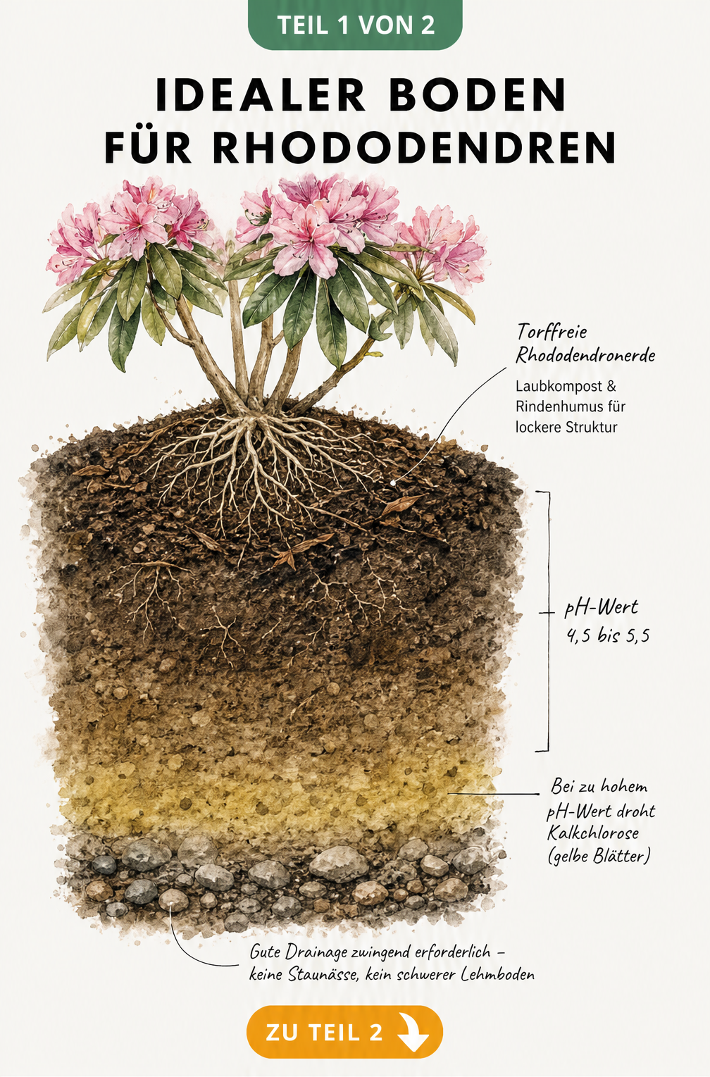 Querschnitt durch den idealen Boden für Rhododendren mit torffreier Erde und Drainage