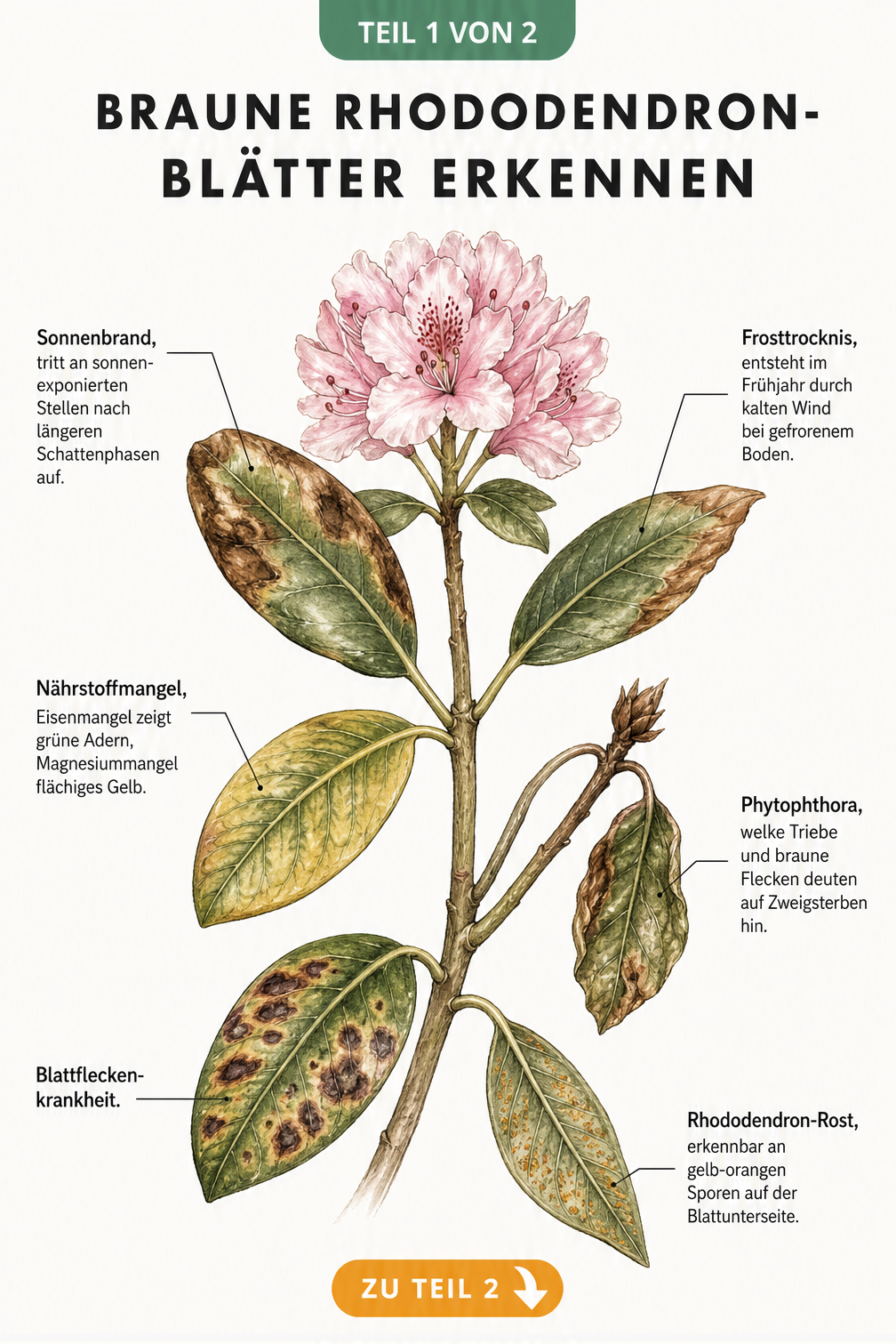 Botanische Illustration eines Rhododendron-Zweigs mit sechs verschiedenen Schadbildern an den Blättern