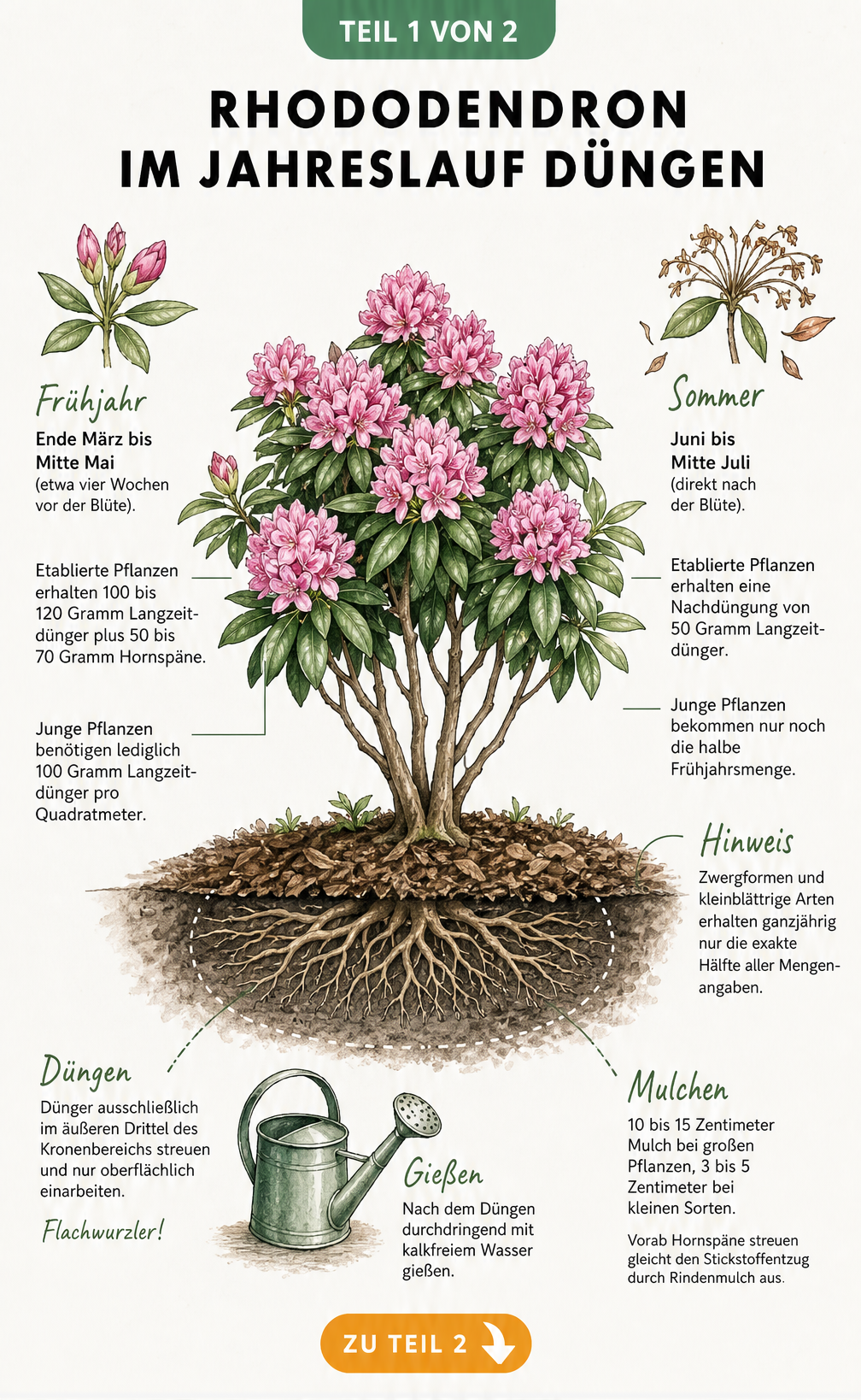 Illustration eines Rhododendrons mit Düngehinweisen für Frühjahr und Sommer sowie Bodenquerschnitt