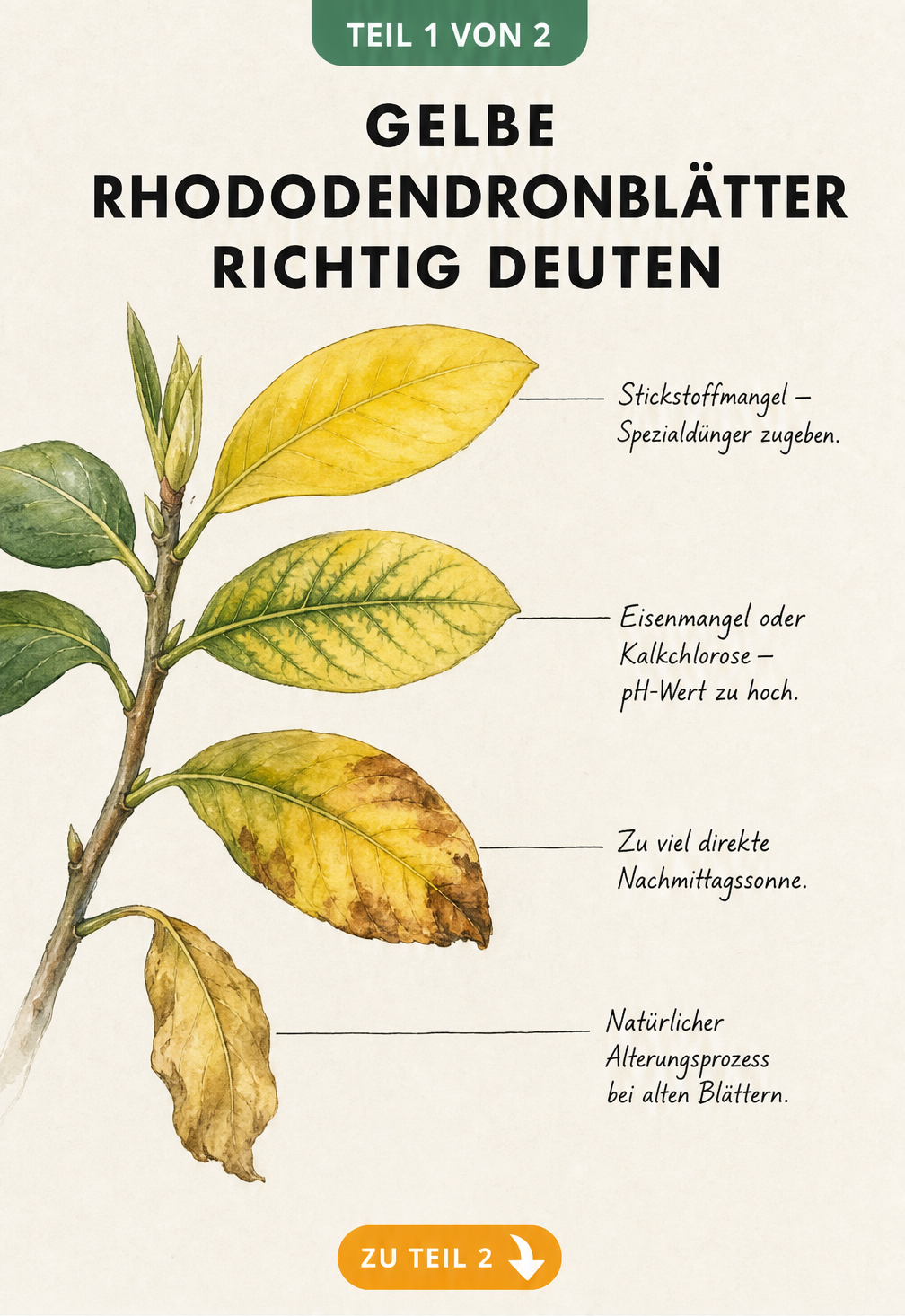 Botanische Illustration eines Rhododendronzweigs mit vier verschiedenen gelben Blättern, die Stickstoffmangel, Eisenmangel, Sonnenbrand und Alterung zeigen.