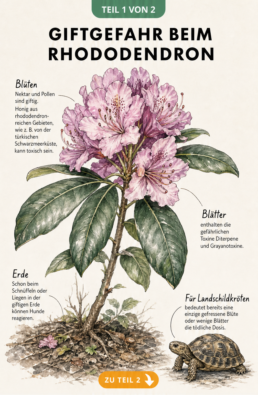 Botanische Zeichnung eines Rhododendronzweigs mit Hinweisen auf giftige Pflanzenteile wie Nektar, Pollen und Blätter