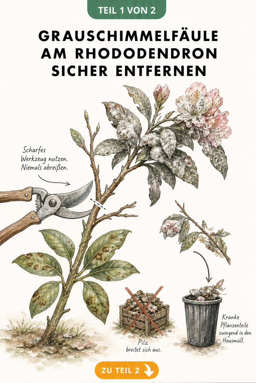 Botanische Illustration eines Rhododendronzweigs mit Grauschimmelfäule und einer Gartenschere, die den kranken Teil abschneidet.
