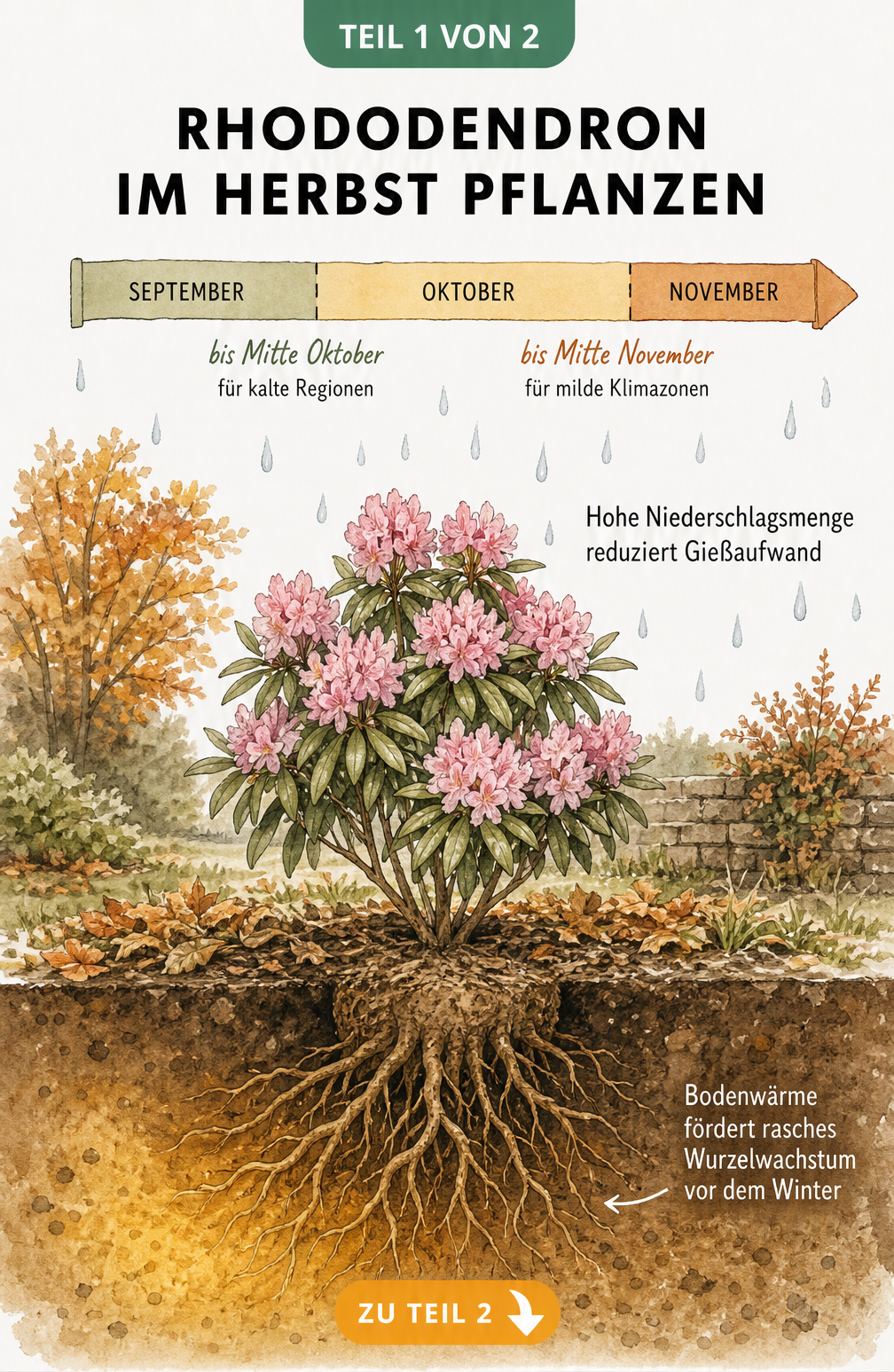 Illustration eines jungen Rhododendrons im Herbst mit Zeitband von September bis November und Wurzelquerschnitt im warmen Erdreich