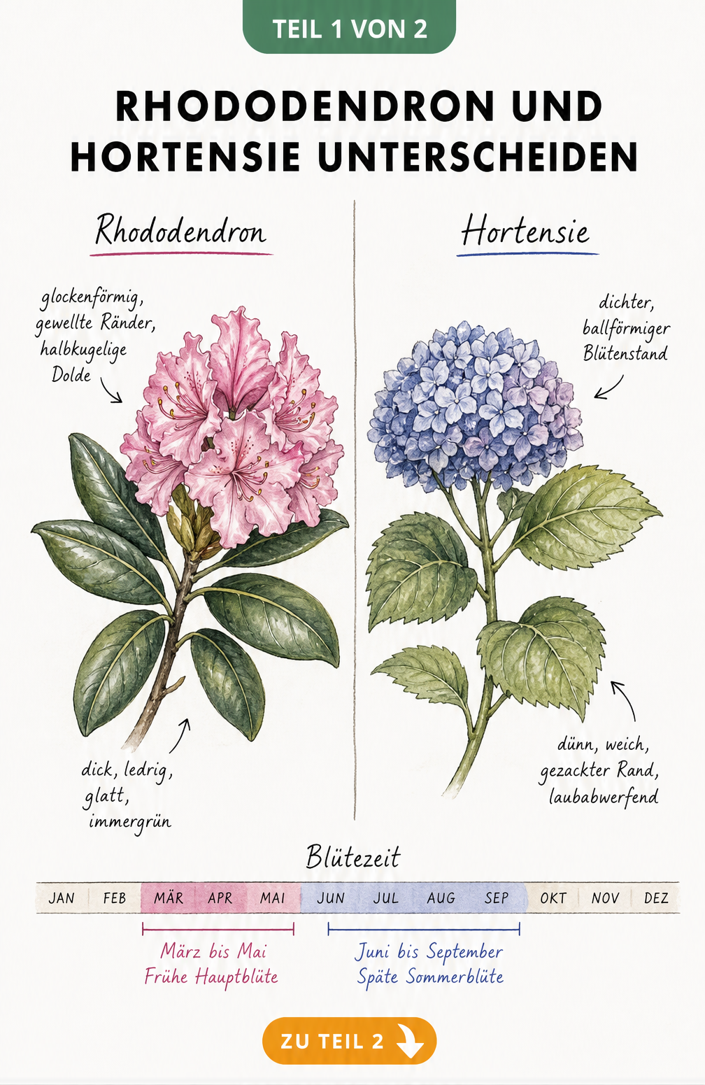 Botanische Zeichnung von Rhododendron und Hortensie mit Unterschieden bei Blättern und Blüten sowie einem Zeitstrahl der Blütezeiten