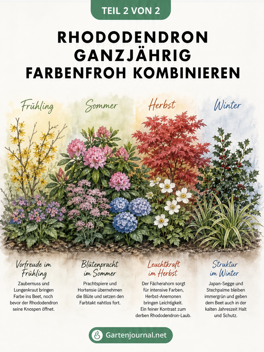 Handgemaltes Pflanzenpanorama zeigt Rhododendron-Kombinationen im Jahresverlauf mit Zaubernuss, Prachtspieren, Fächerahorn und Japan-Seggen