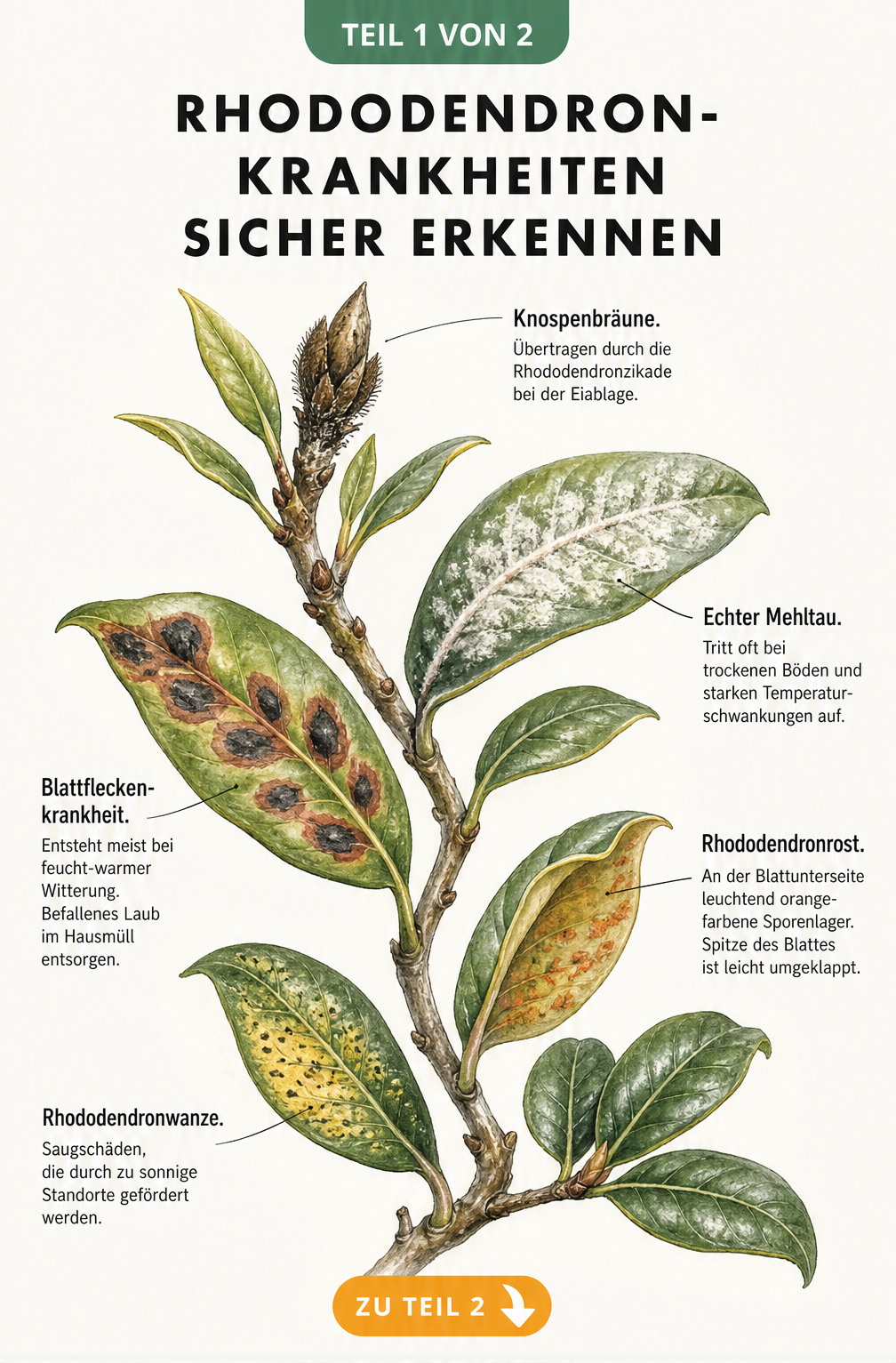 Aquarell-Zeichnung eines Rhododendron-Zweiges mit Schadbildern von Knospenbräune, Echtem Mehltau, Blattfleckenkrankheit, Rhododendronrost und Rhododendronwanze