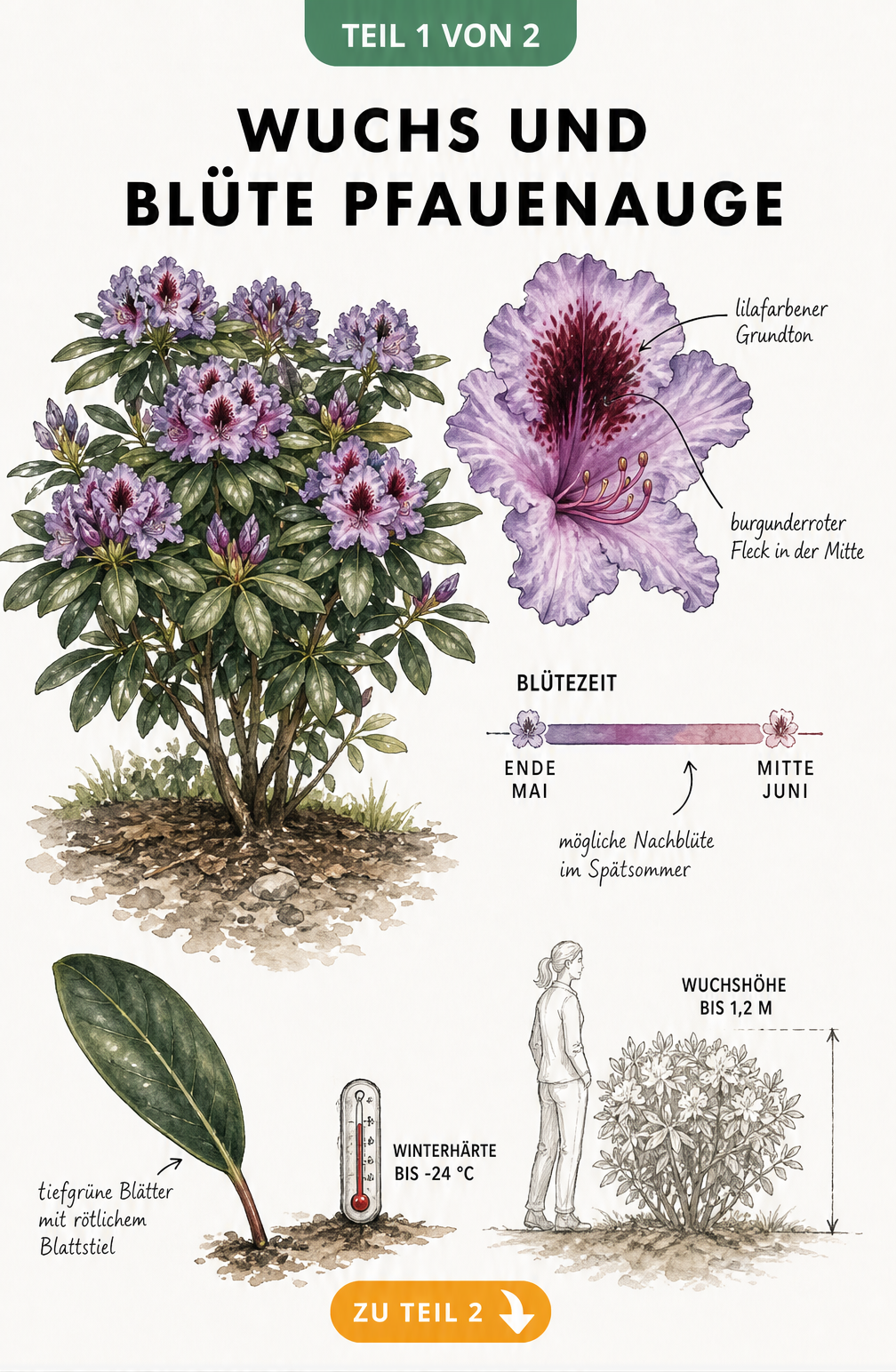 Botanische Illustration des Rhododendron Pfauenauge mit lila Blüte, burgunderrotem Fleck, Wuchshöhe und Blütezeit