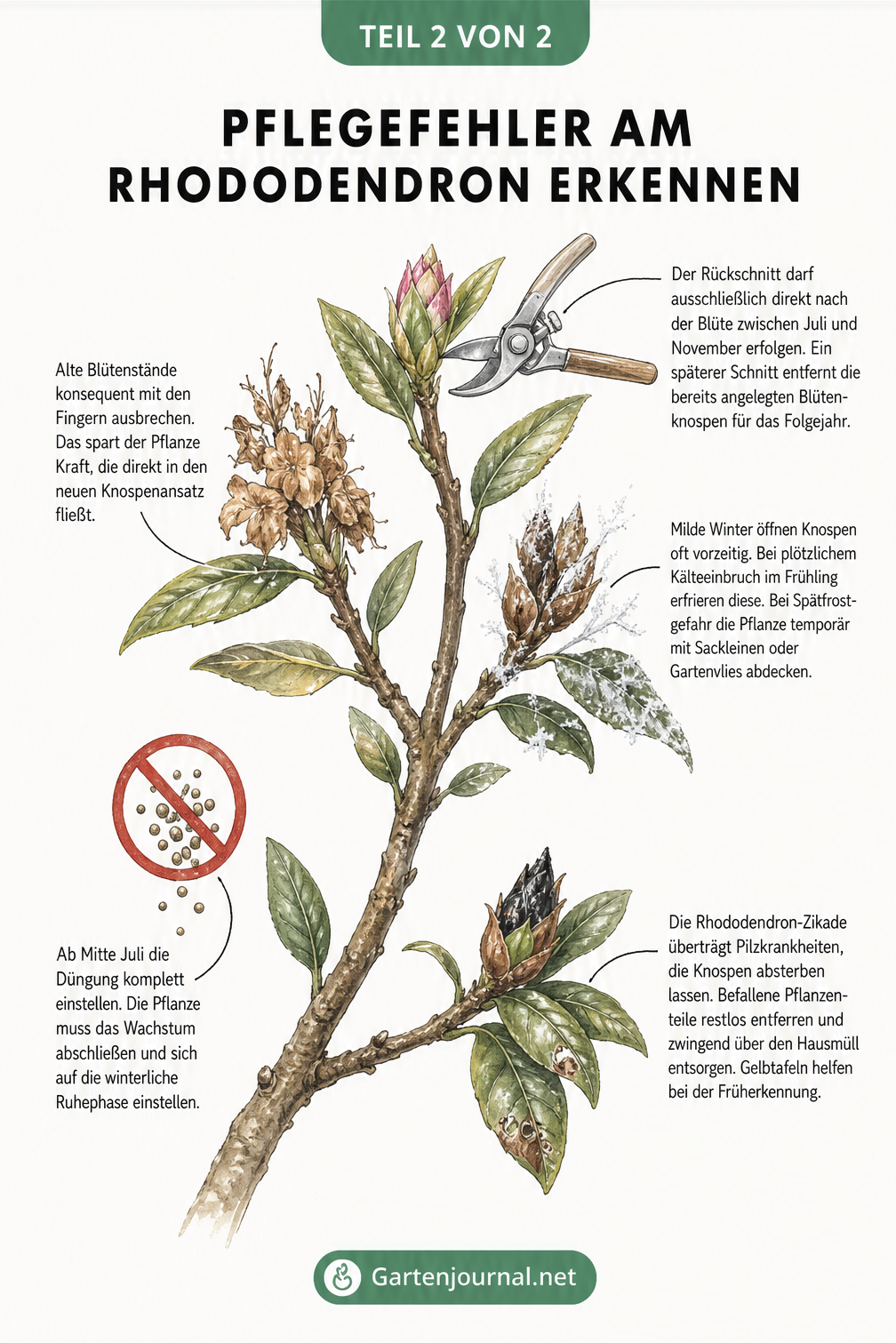 Nahaufnahme eines Rhododendron-Astes mit Erklärungen zu Pflegefehlern wie falschem Rückschnitt, Frostschäden und Schädlingen