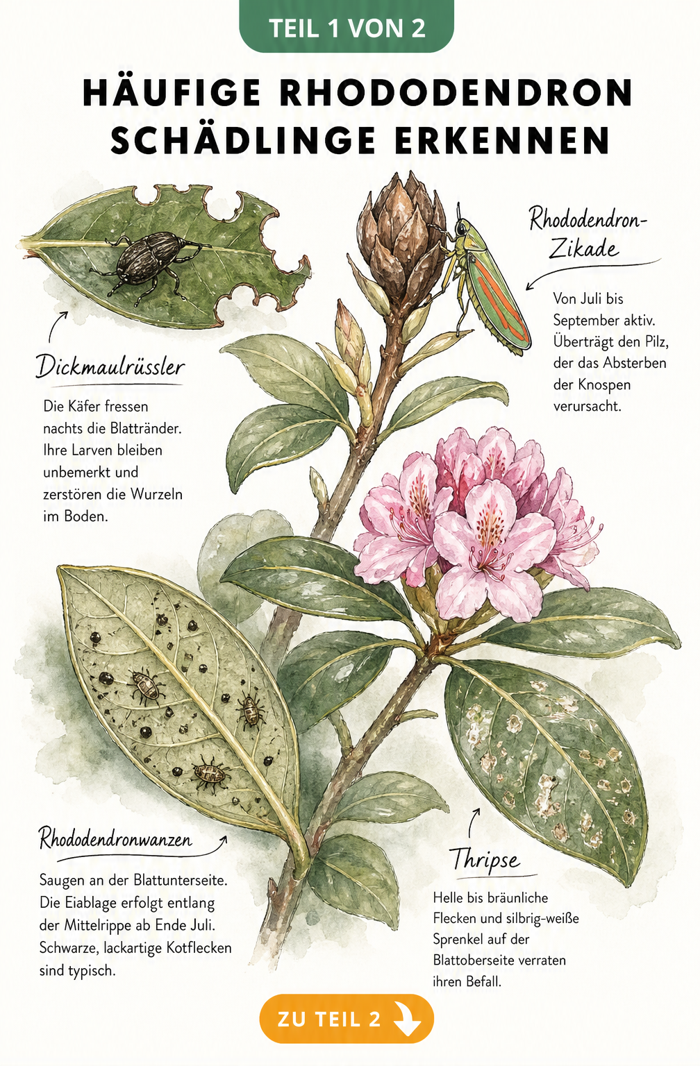 Botanische Illustration eines Rhododendronzweigs mit Fraßspuren von Dickmaulrüssler, Rhododendron-Zikade und Rhododendronwanze