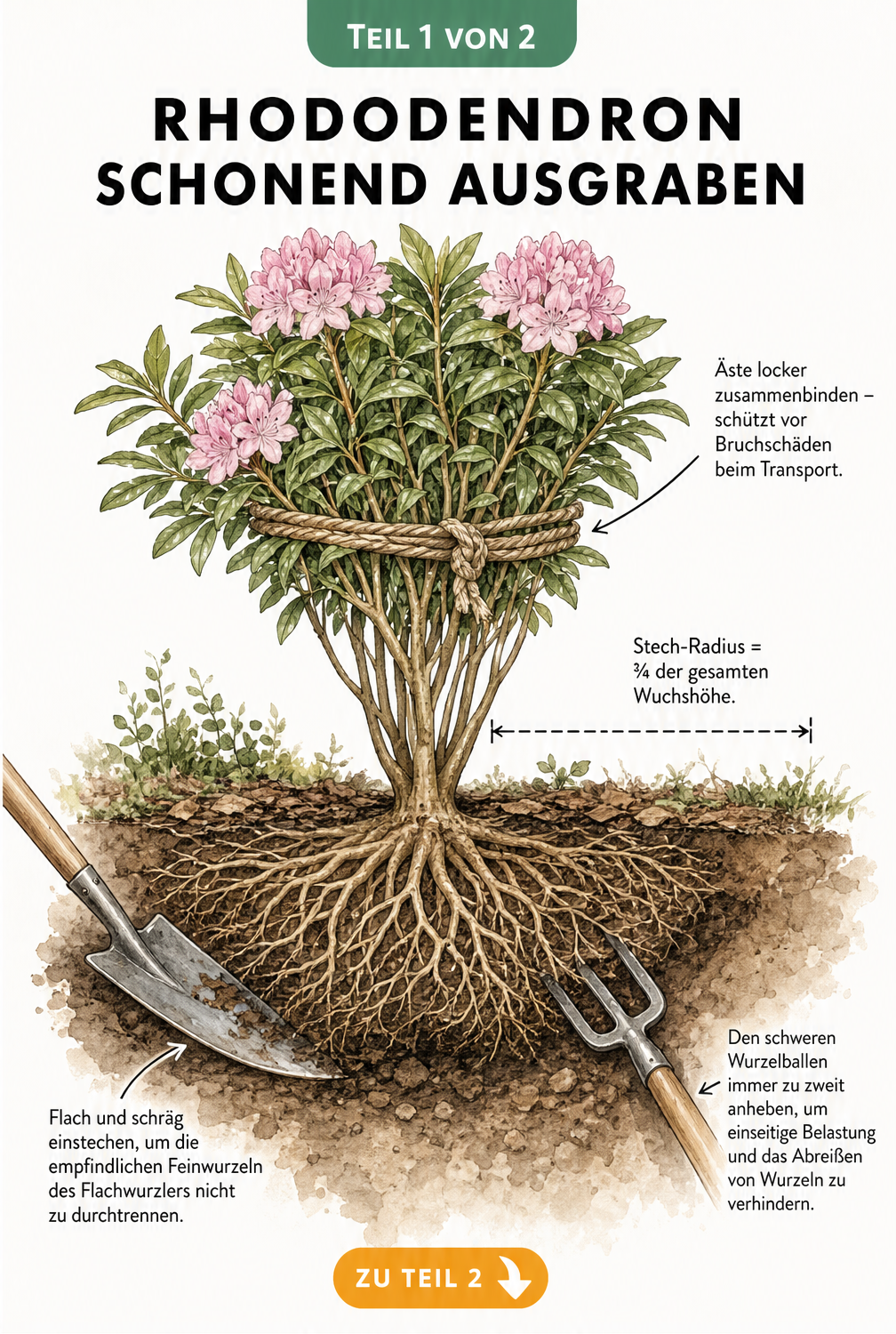 Querschnitt eines Rhododendrons im Erdreich mit Spaten und Grabegabel beim Ausgraben