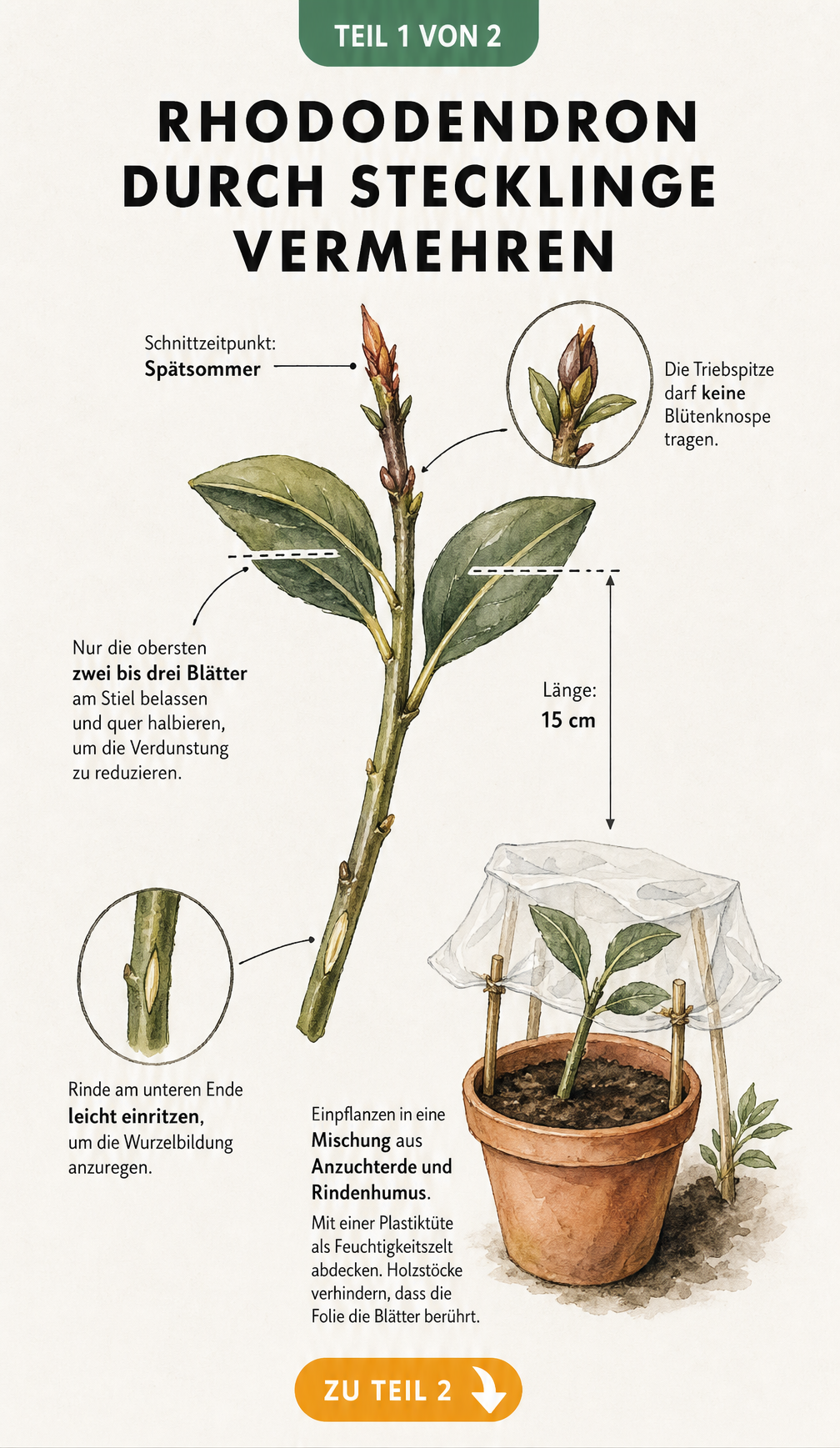 Botanische Illustration eines Rhododendron-Stecklings mit Erklärungen zu Schnitt, Blattreduktion und Bewurzelung im Topf