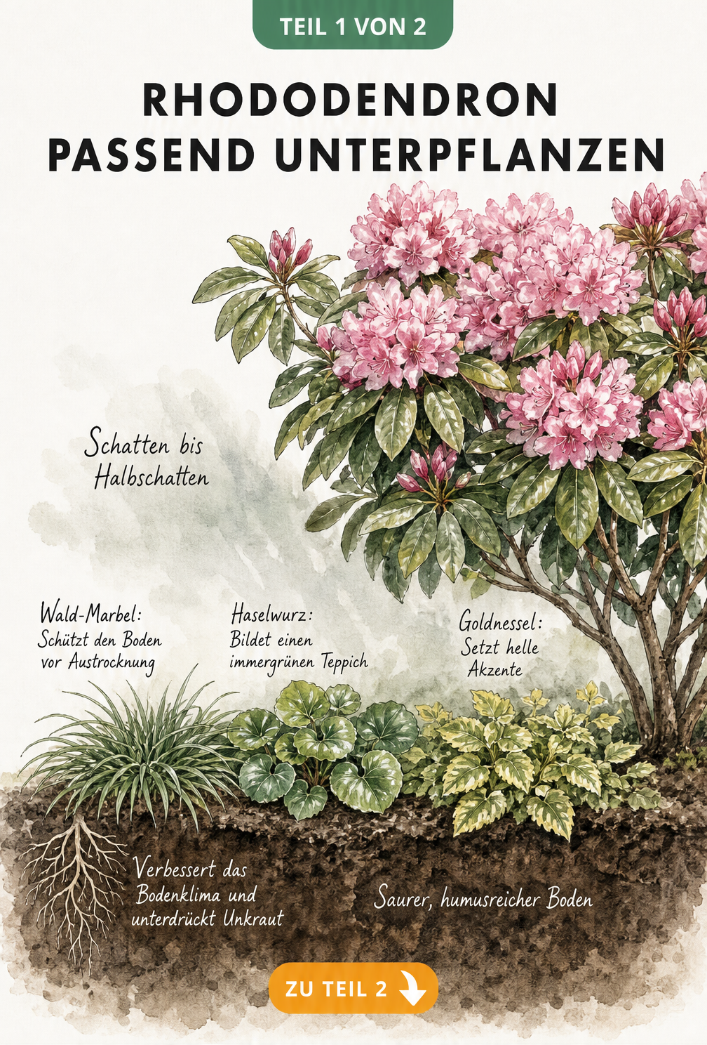 Botanische Illustration eines Rhododendrons mit passenden Bodendeckern wie Wald-Marbel, Haselwurz und Goldnessel im sauren, humusreichen Boden.