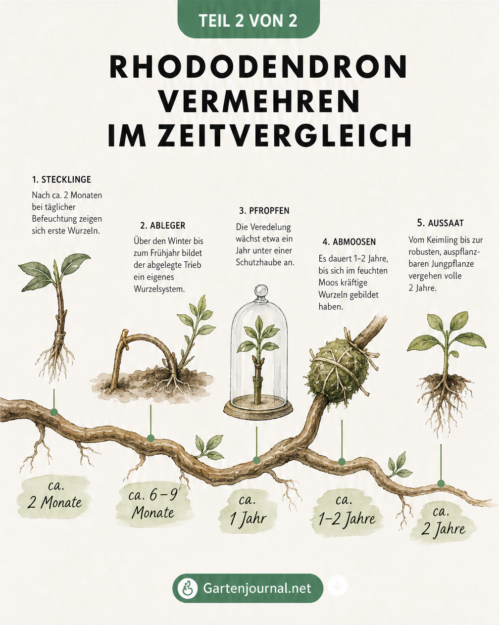 Zeitstrahl-Grafik, die die Dauer verschiedener Vermehrungsmethoden für Rhododendren von Stecklingen bis zur Aussaat vergleicht
