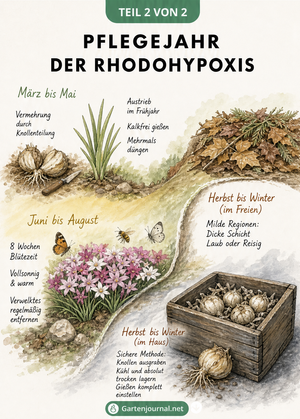 Illustration des Lebenszyklus der Rhodohypoxis von der Knollenteilung im Frühjahr bis zur Überwinterung