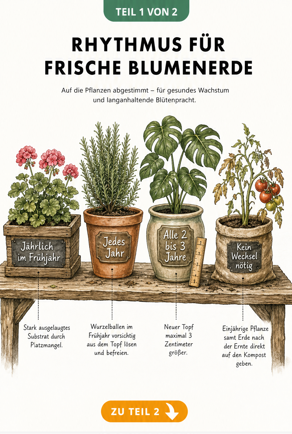 Illustration eines Holzregals mit verschiedenen Pflanzgefäßen und Angaben zum Rhythmus für den Wechsel von Blumenerde bei Geranien, Rosmarin, Monstera und...