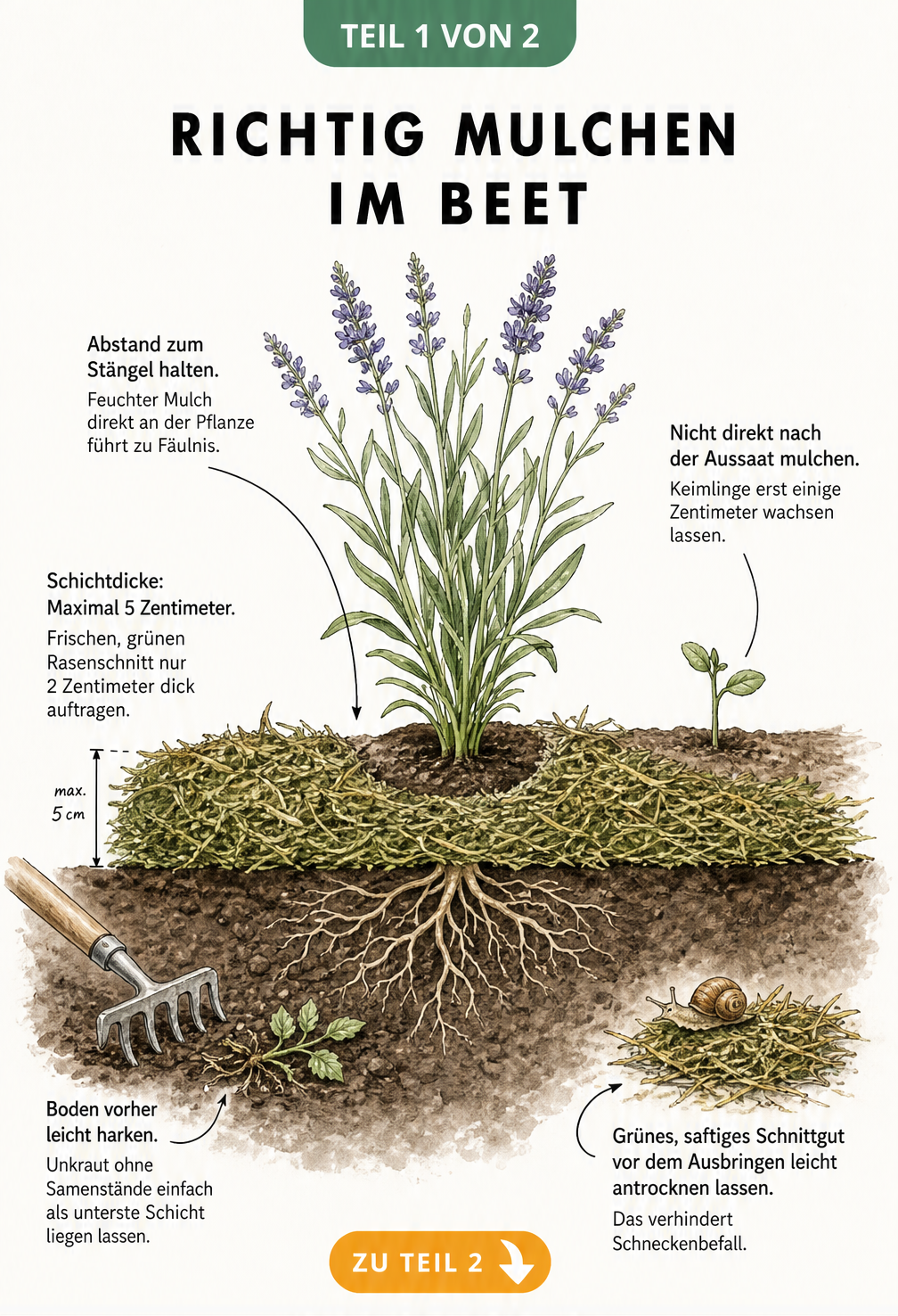Querschnitt-Illustration eines Gartenbeets mit Mulchschicht, Erde und einer wachsenden Staude