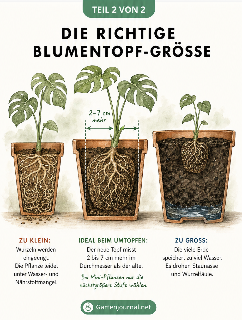 Querschnitt von drei Pflanztöpfen, die zu kleine, zu große und ideale Topfgrößen für Zimmerpflanzen zeigen