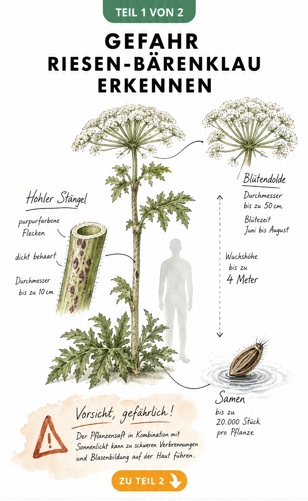 Botanische Illustration des Riesen-Bärenklaus mit Details zu Blüte, Stängel und Samen sowie Warnung vor phototoxischer Reaktion