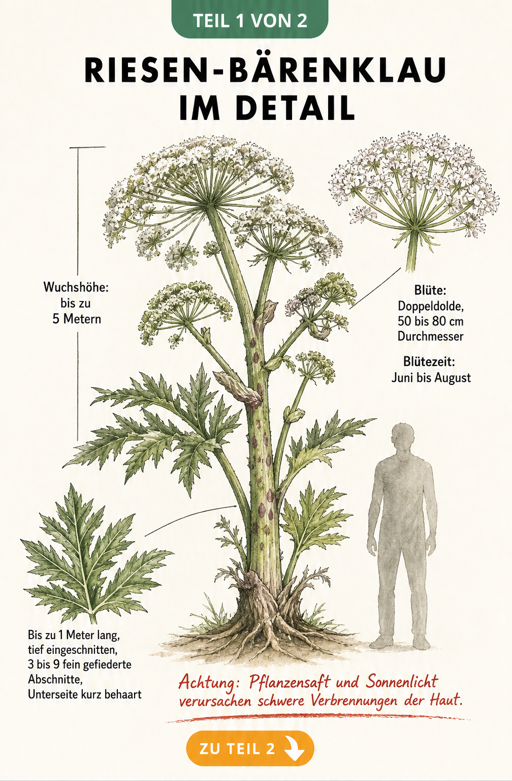 Botanische Illustration des Riesen-Bärenklaus mit Details zu Blättern, Blüte und Wuchshöhe sowie Warnhinweis zur Giftigkeit