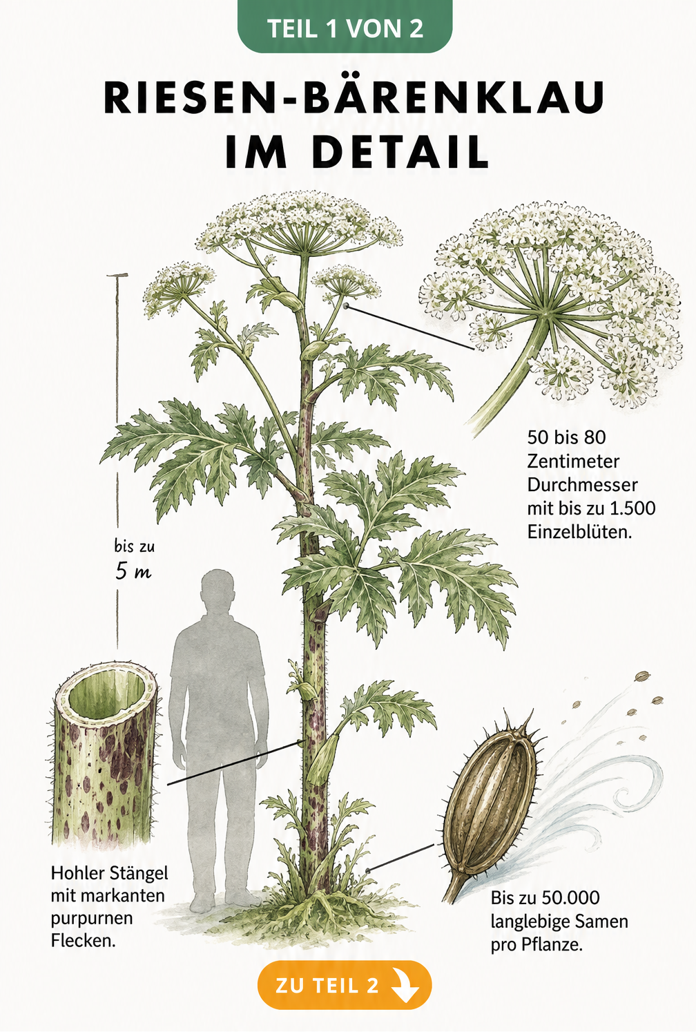 Botanische Illustration des Riesen-Bärenklaus mit Größenvergleich zu einem Menschen, Blütendolde, Stängel und Samen
