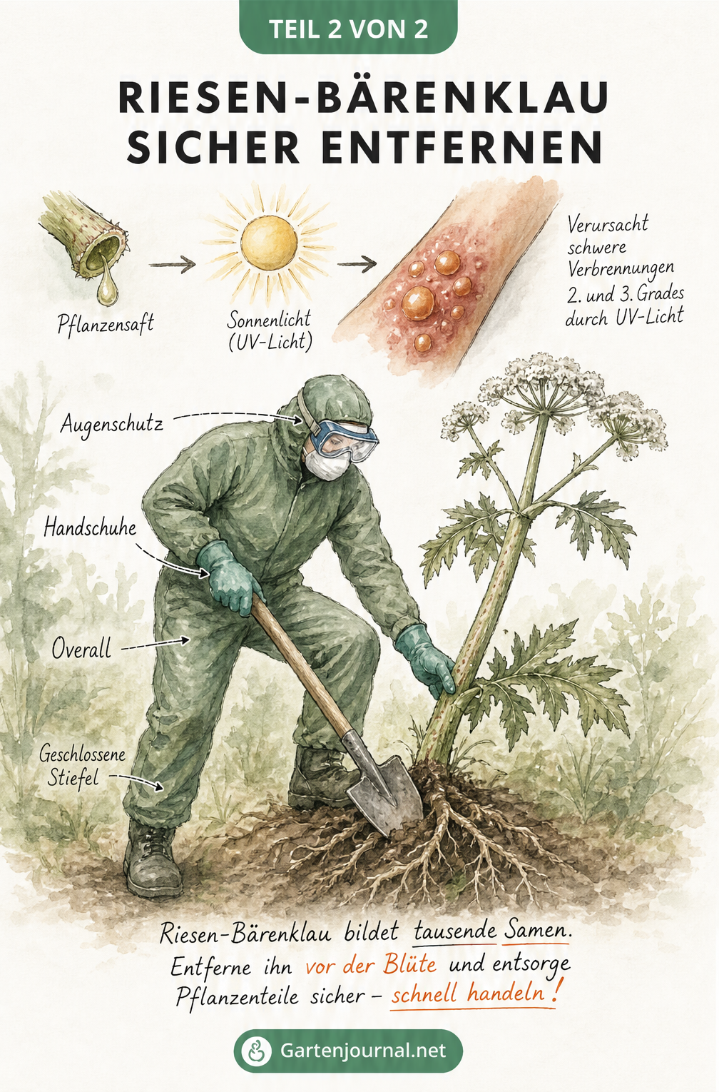 Illustration zur sicheren Entfernung von Riesen-Bärenklau: Gärtner in Schutzkleidung sticht Wurzel ab, Warnung vor Hautreaktionen durch Pflanzensaft und...