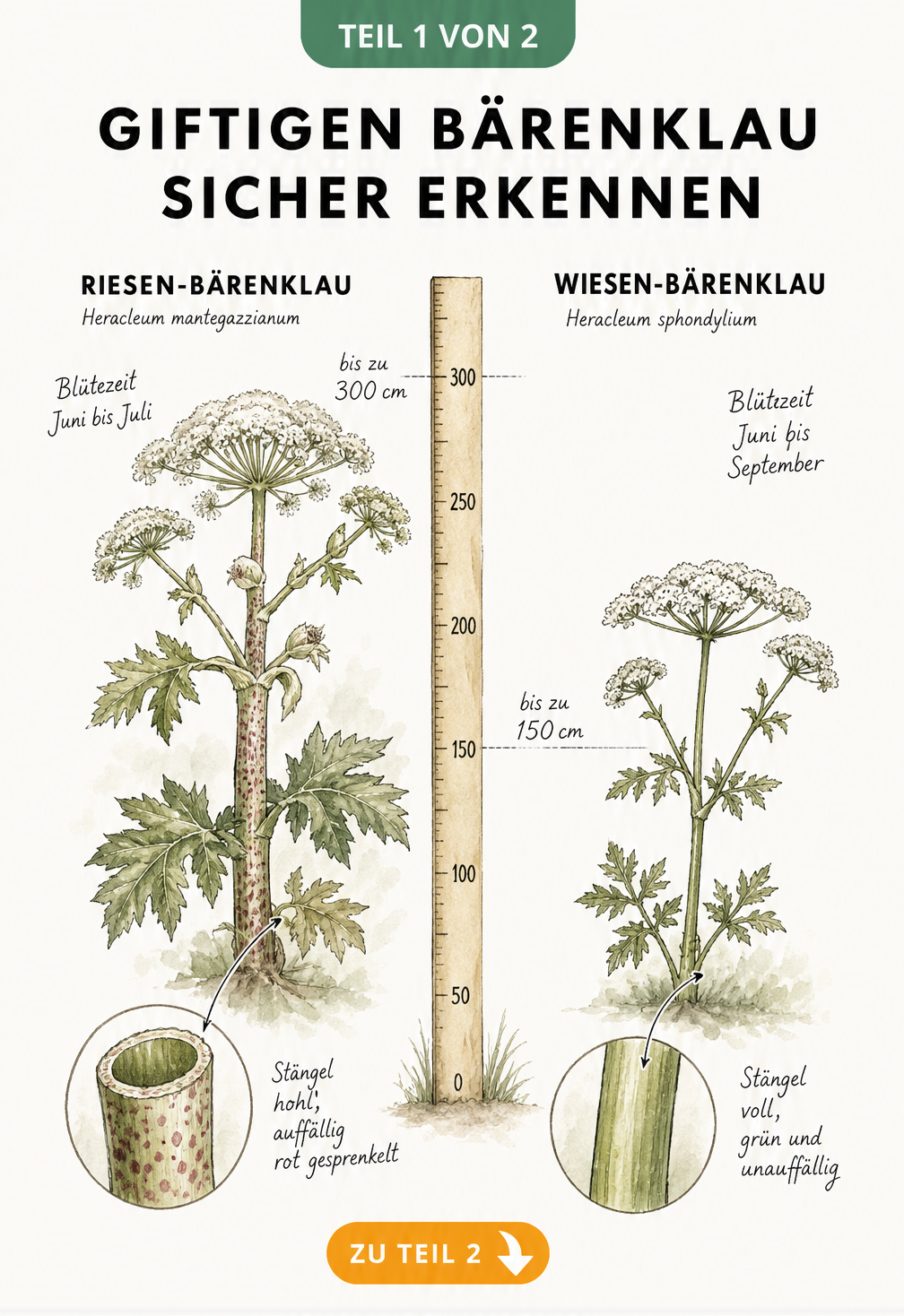 Botanische Zeichnung: Vergleich zwischen giftigem Riesen-Bärenklau und harmlosem Wiesen-Bärenklau mit Größenunterschied und Stängeldetails
