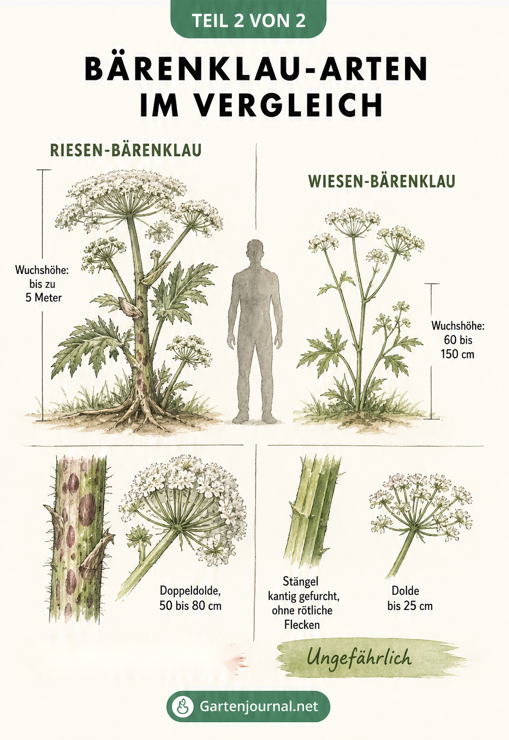 Größenvergleich zwischen dem giftigen Riesen-Bärenklau und dem ungefährlichen Wiesen-Bärenklau mit Detailzeichnungen von Stängeln und Blüten