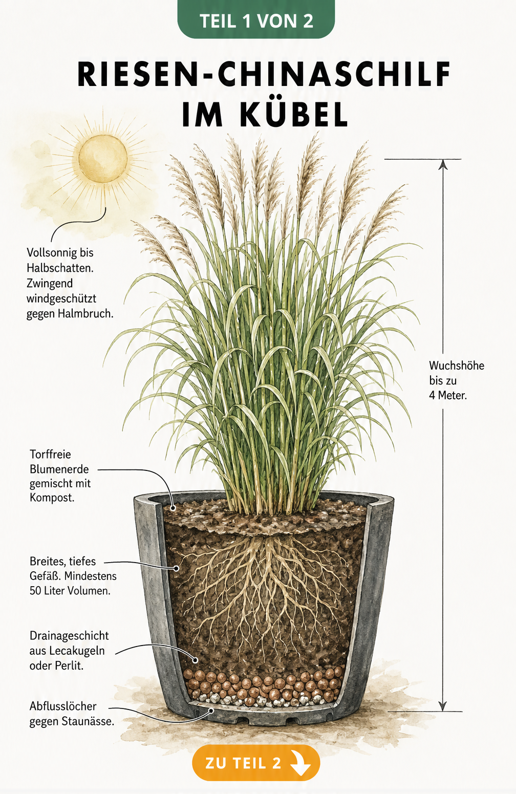 Botanische Schnittzeichnung von Riesen-Chinaschilf im Kübel mit Standort- und Pflanztipps