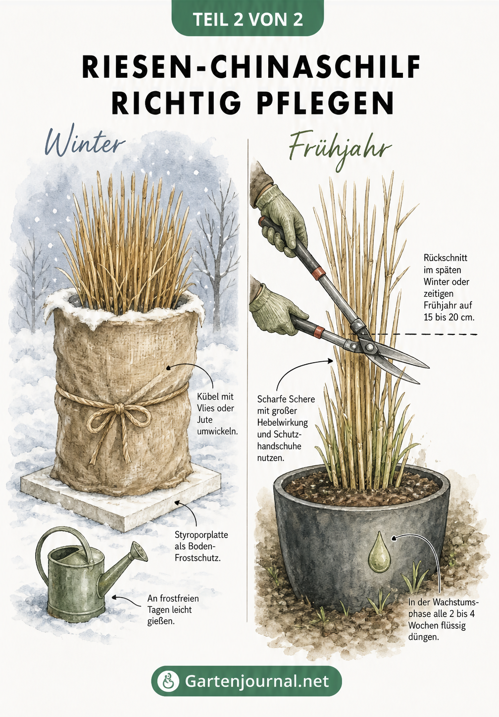 Illustration zur Pflege von Riesen-Chinaschilf im Kübel im Winter und Frühjahr