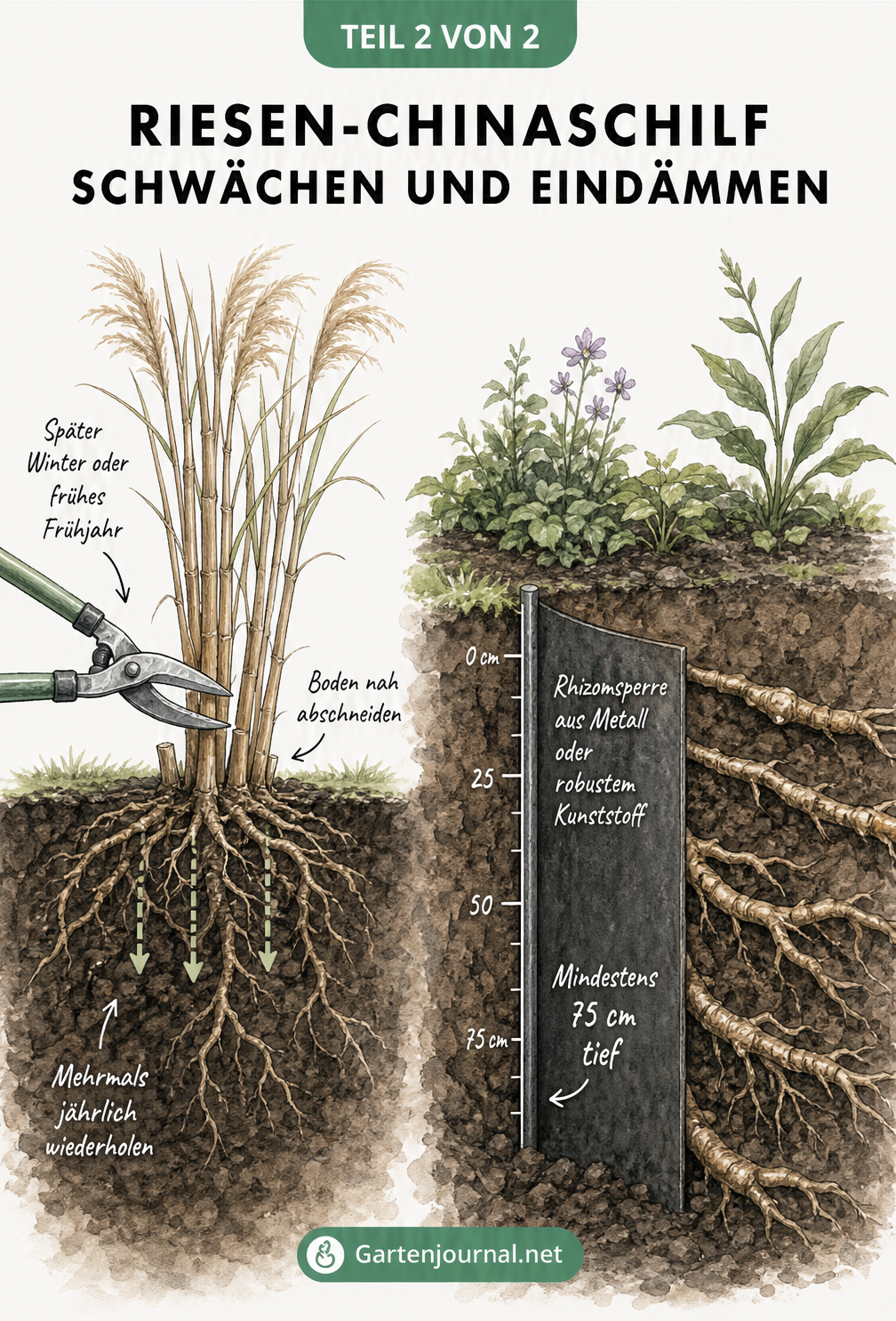 Zweigeteilte Illustration: Rückschnitt von Riesen-Chinaschilf auf Bodenhöhe und unterirdische Rhizomsperre