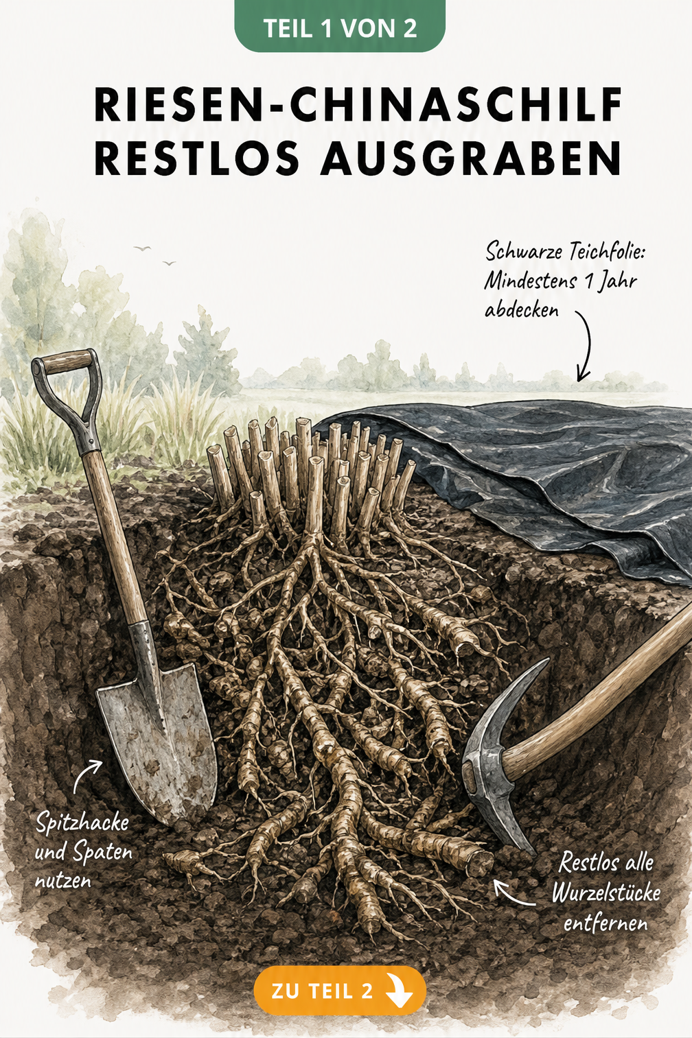 Illustration eines Gartenbodens mit Wurzelballen des Riesen-Chinaschilfs, Spaten, Spitzhacke und schwarzer Teichfolie