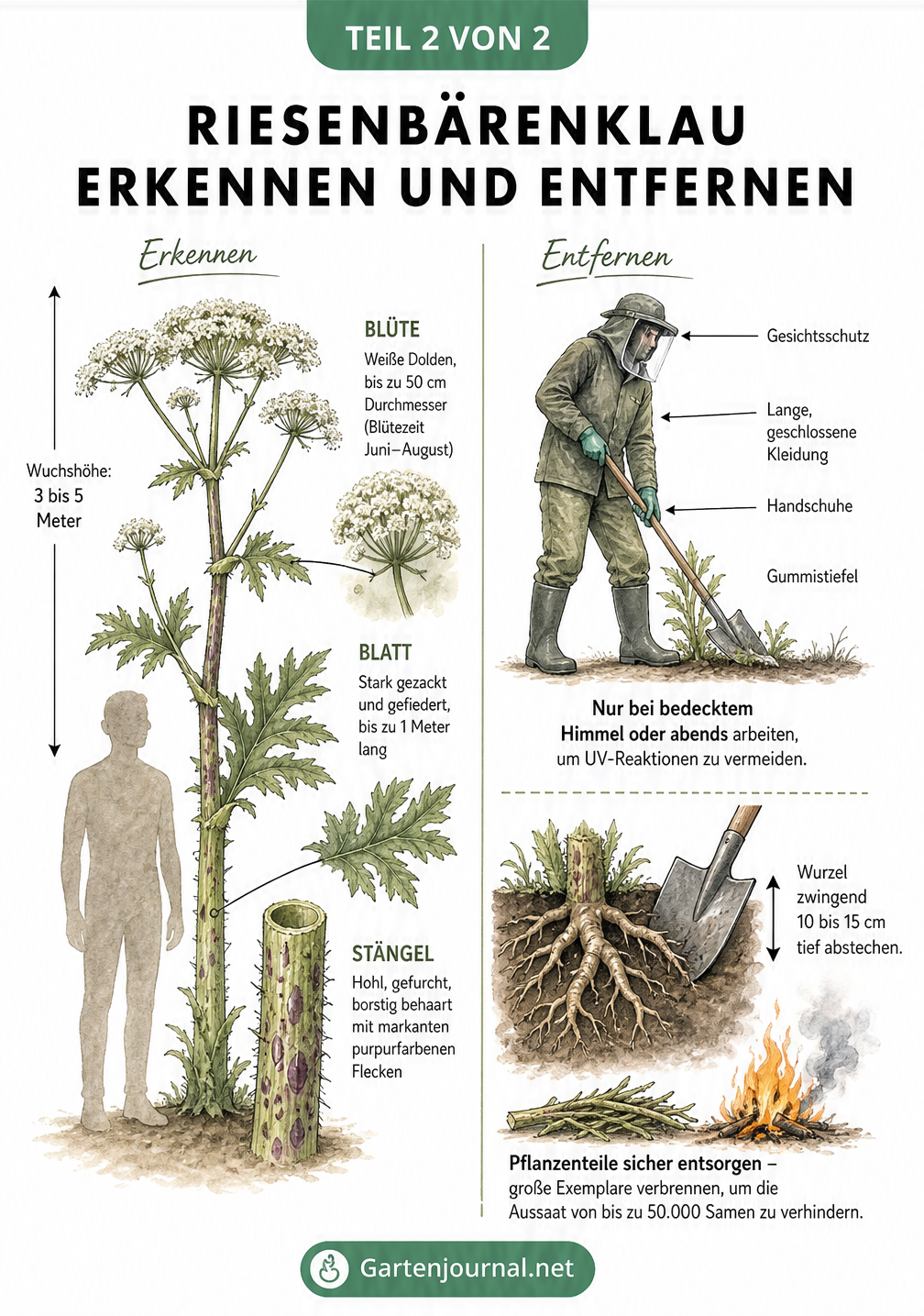 Botanische Zeichnung des Riesenbärenklaus mit Merkmalen zu Blüte, Blatt und Stängel sowie Anleitung zur sicheren Entfernung