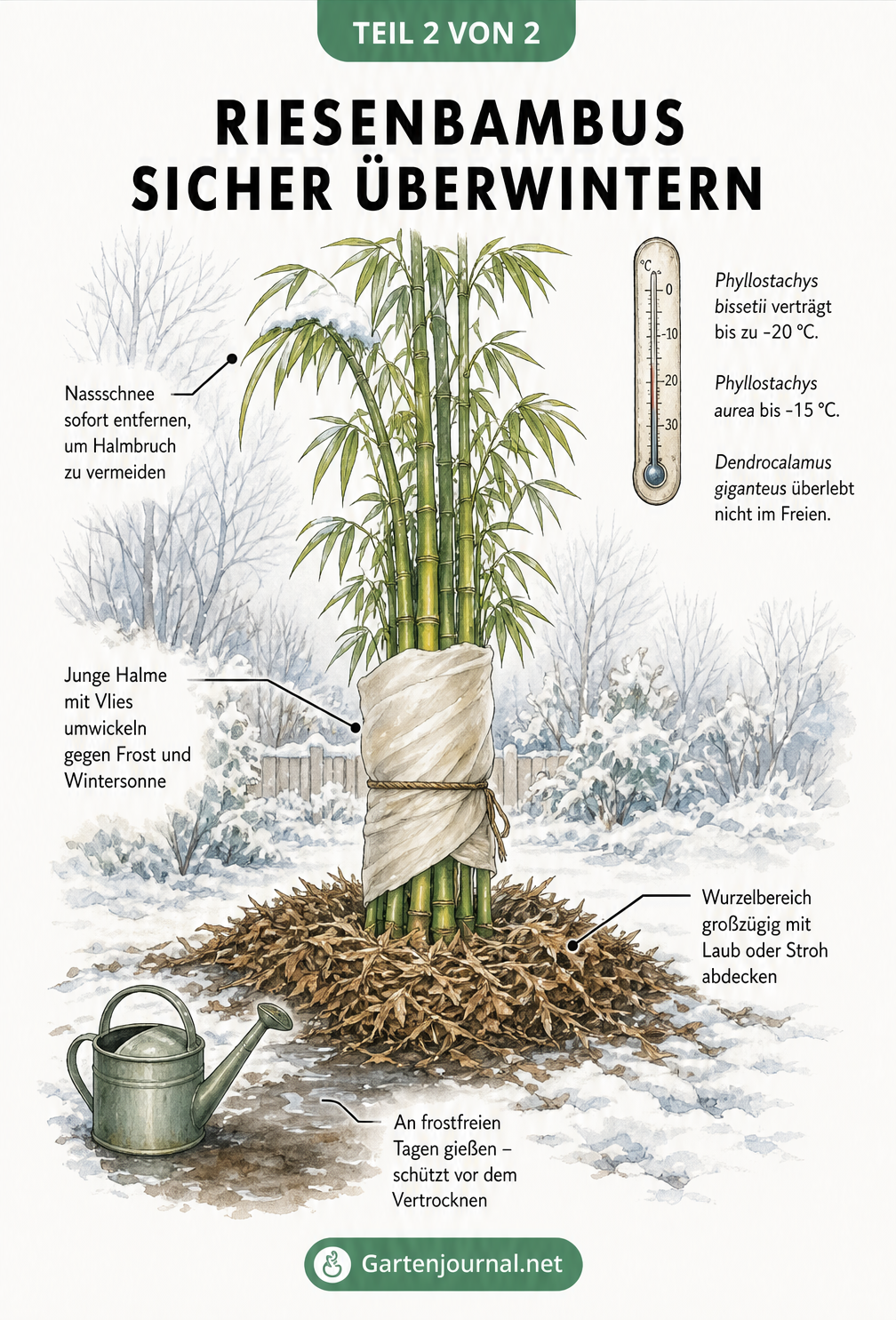 Handillustrierte Winterszene eines jungen Riesenbambus mit Vlies, Laubabdeckung und Gießkanne