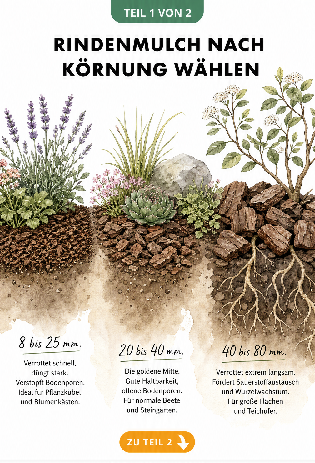 Schnittzeichnung von drei Gartenbeeten mit feinem, mittlerem und grobem Rindenmulch und deren Eigenschaften