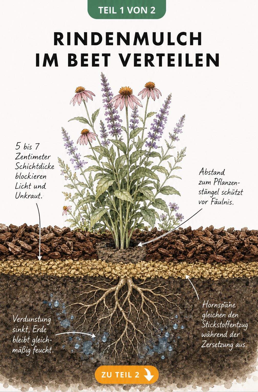Illustration von vier Pflanzenarten und ihrer Reaktion auf Rindenmulch im Beet