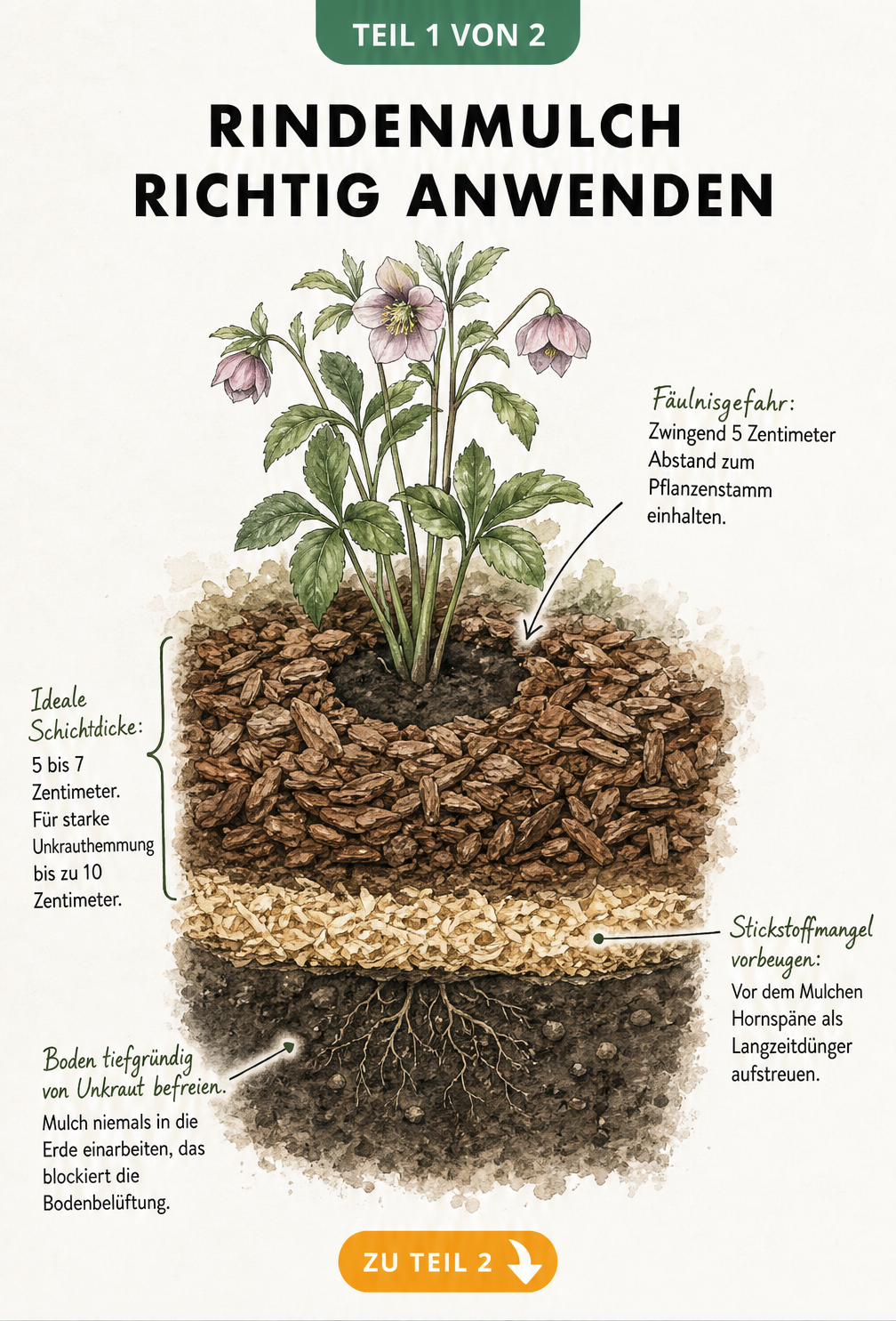 Querschnitt eines Gartenbeets mit Rindenmulch, Hornspänen und einer Staude