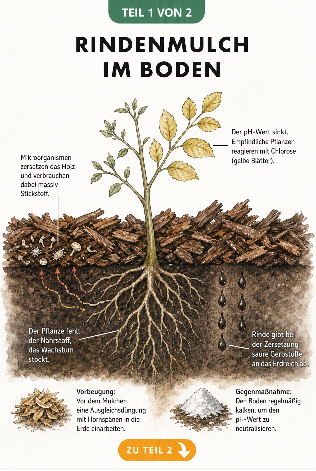 Querschnitt durch ein Beet mit Rindenmulch, der Stickstoffmangel und Bodenversauerung bei einer Pflanze verursacht