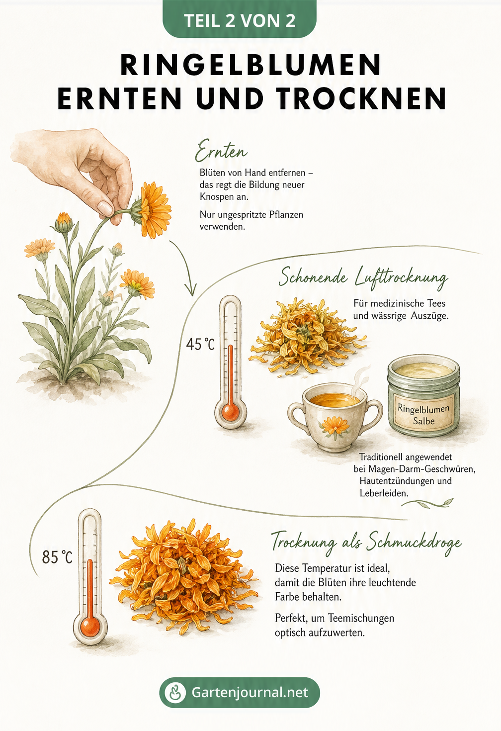 Illustration zum Ernten und Trocknen von Ringelblumen bei 45 Grad für Heiltees und 85 Grad als Schmuckdroge.