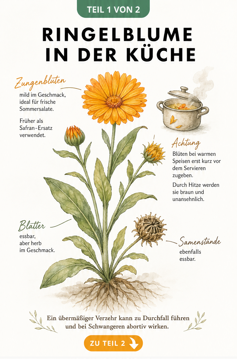 Botanische Illustration der Ringelblume mit Hinweisen zur essbaren Verwendung von Blüten, Blättern und Samen in der Küche.