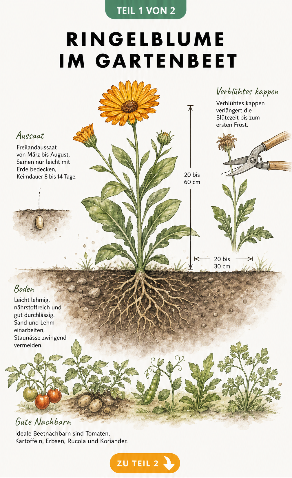 Botanische Skizze einer Ringelblume im Gartenbeet mit Wurzelwerk, Aussaat-Tipps, Wuchshöhe und idealen Begleitpflanzen