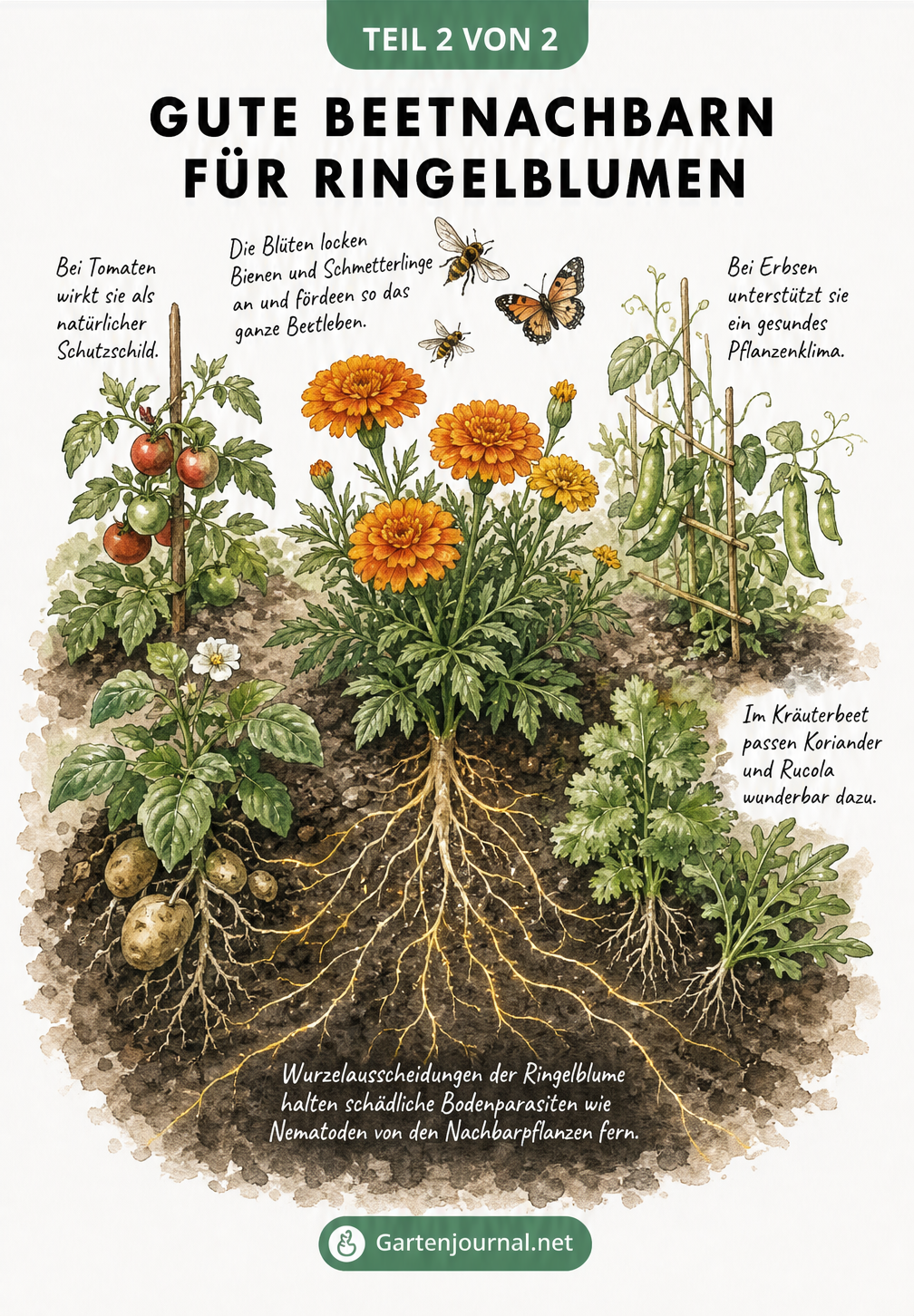 Isometrische Ansicht eines Mischkultur-Beets mit Ringelblumen, Tomaten, Kartoffeln, Erbsen und nützlichen Insekten.