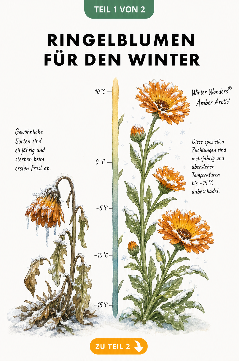 Botanische Gegenüberstellung einer einjährigen Ringelblume bei Frost und einer winterharten Sorte bei -15 Grad Celsius