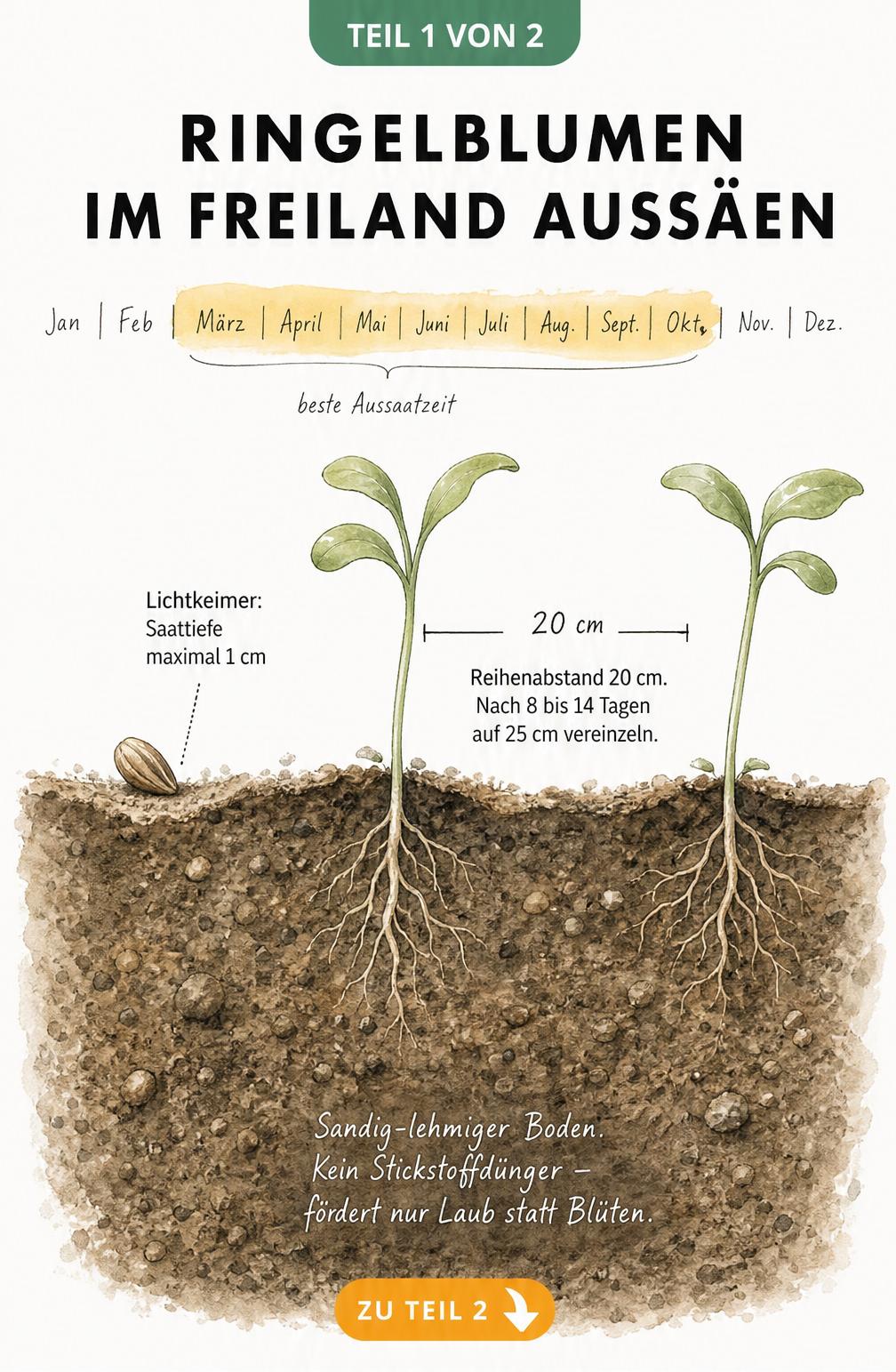 Illustration eines Erdschnitts, der die Saattiefe und den Reihenabstand bei der Direktsaat von Ringelblumen im Freiland zeigt.